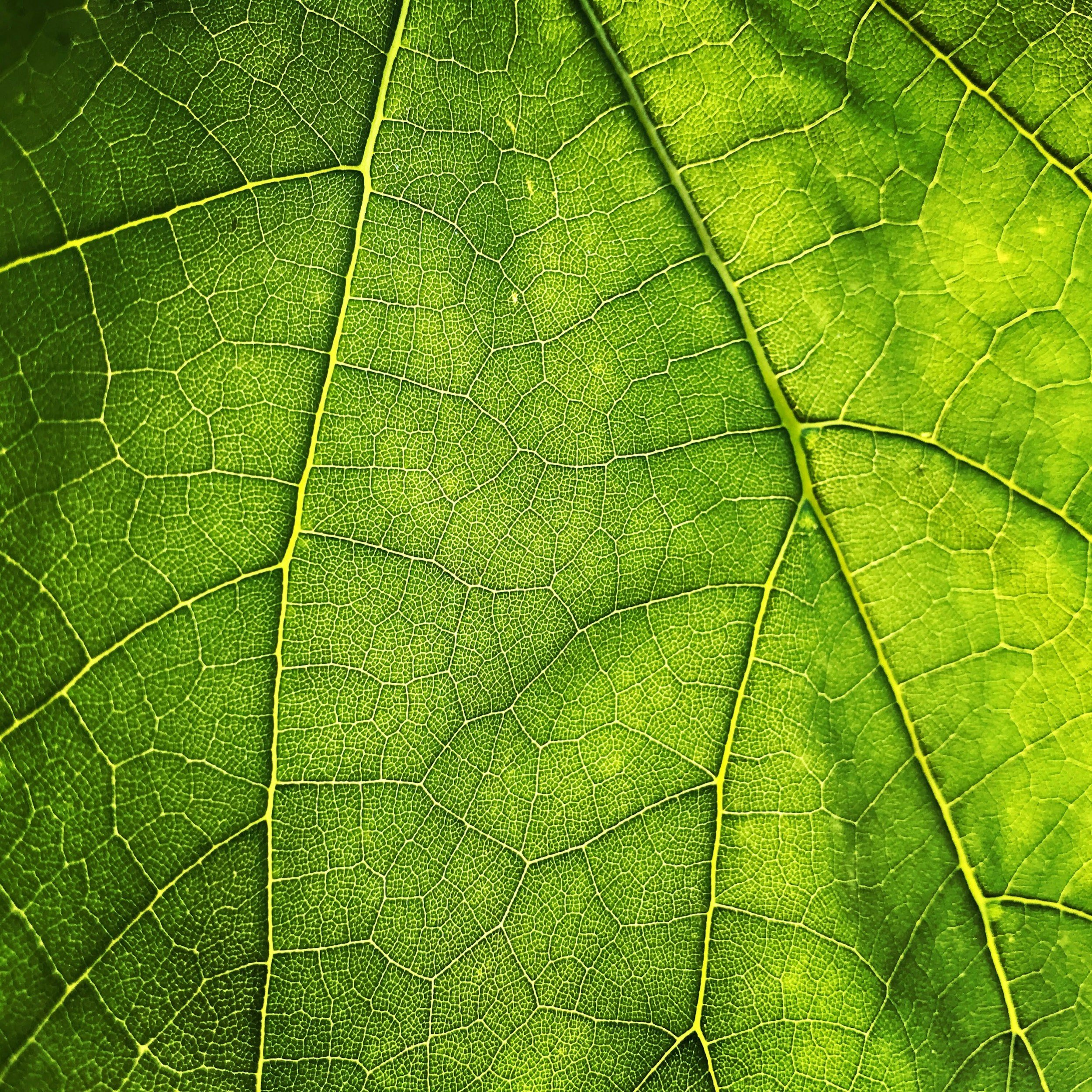 Plant Tissue Testing