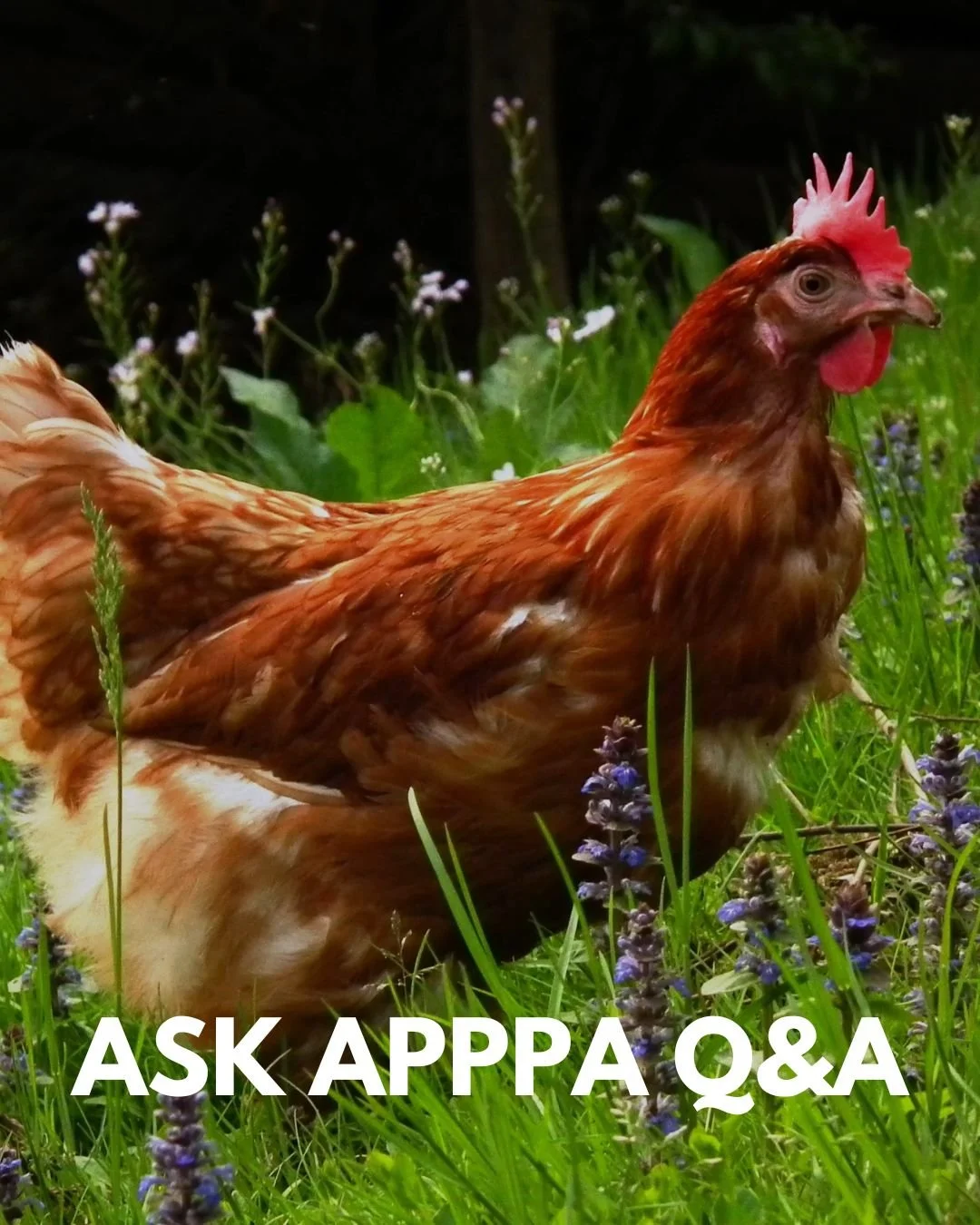 Be sure to tune in tonight to the Ask APPPA Q&amp;A! Feel free to chime in with any and all poultry-related questions. The call is open to anyone who has an interest in poultry-keeping so set your reminder and join us from 8pm to 9pm Eastern. 

Visit