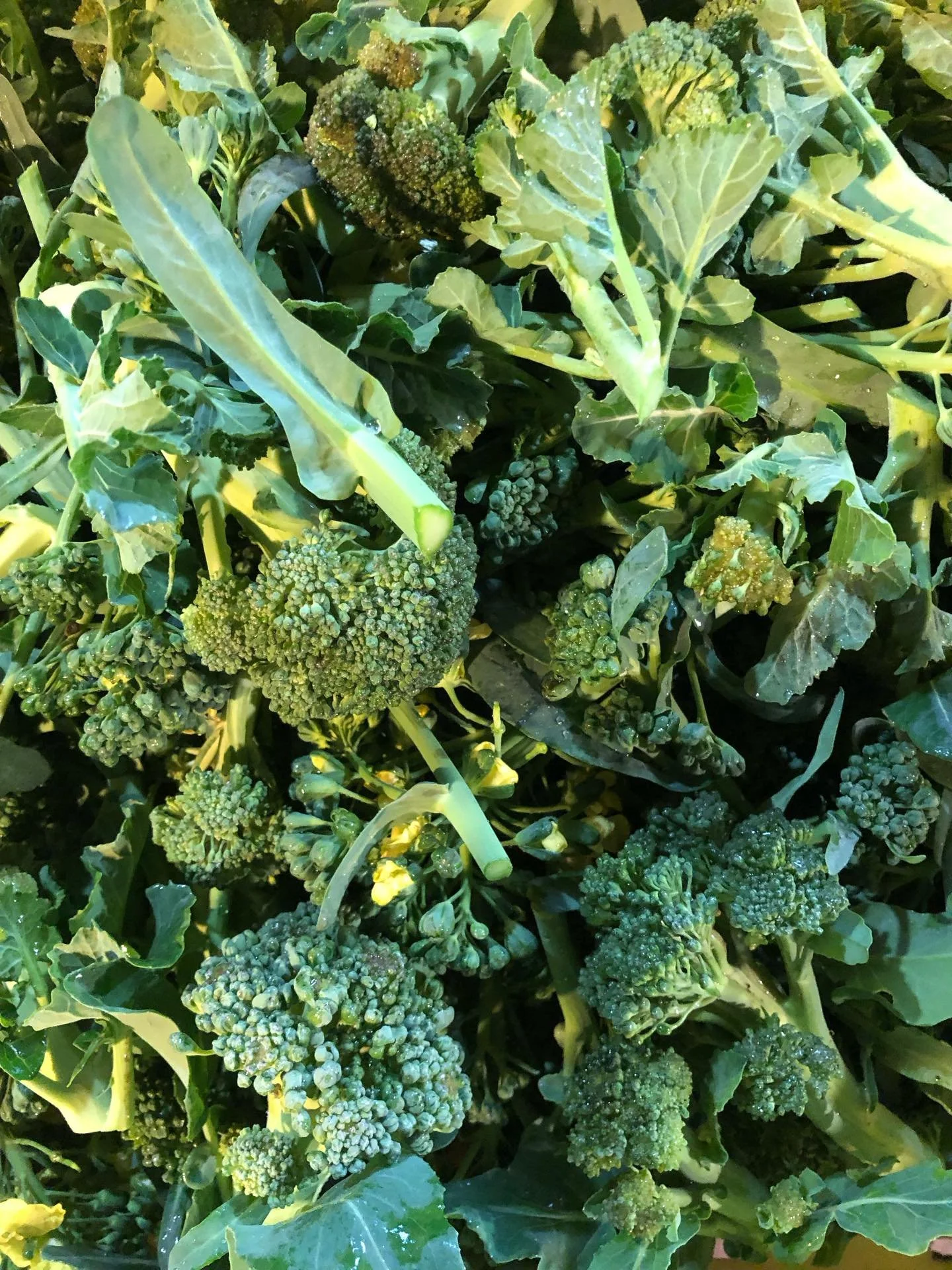 Today is our last stocking day of 2025! Come get some broccoli, Holliday salad mix with kale, arugula and radicchio, colorful mixed leaf radicchio, carrots, Delicata winter squash, kale and wreaths. 

We&rsquo;ll be closed next week through January, 