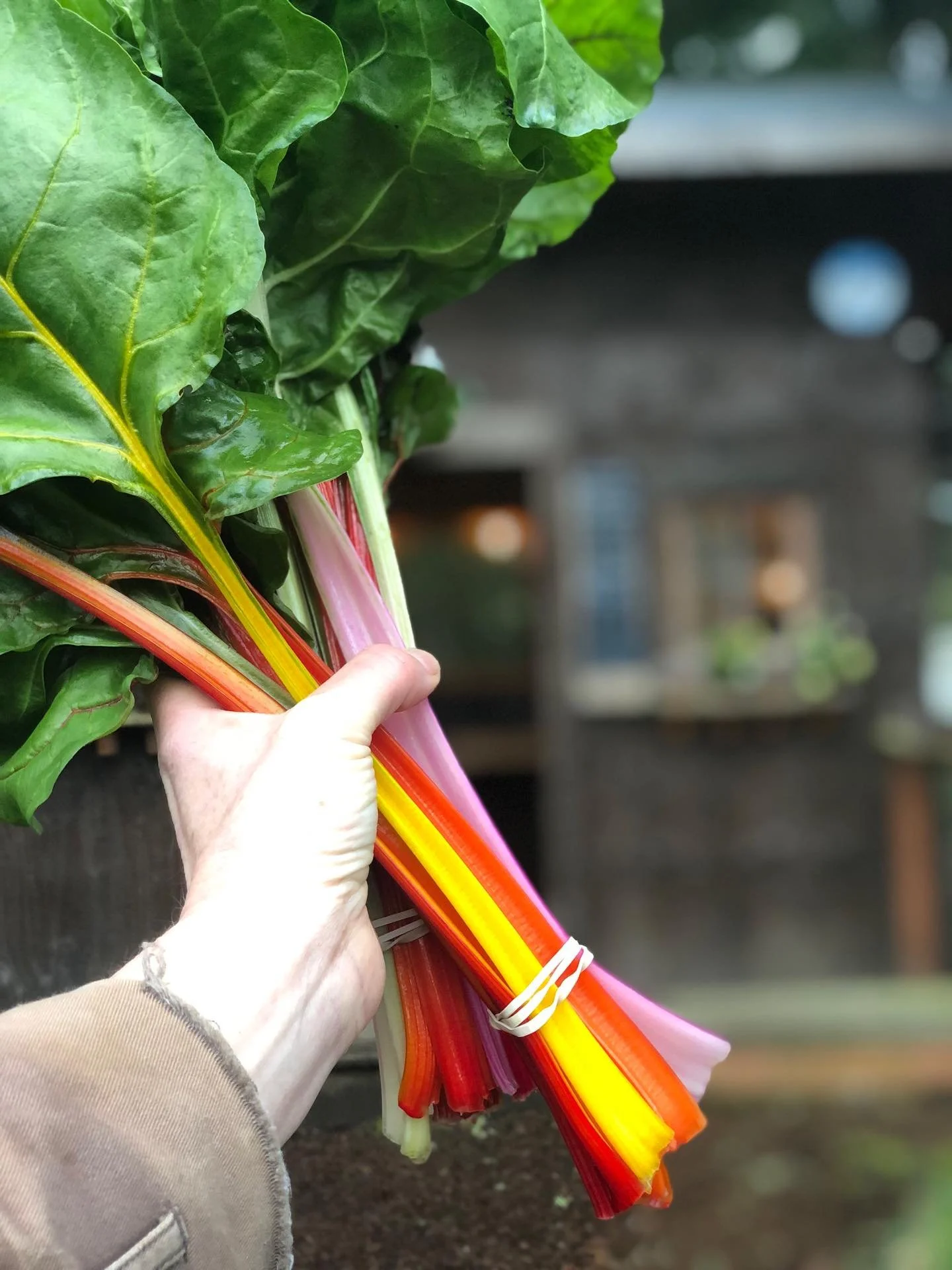 Rainbow chard, kale, carrots, radicchio and flowers in the farmstand this cloudy Friday.

#chard #betavulgarissubspvulgaris #vashonisland #certifiedorganicfarm