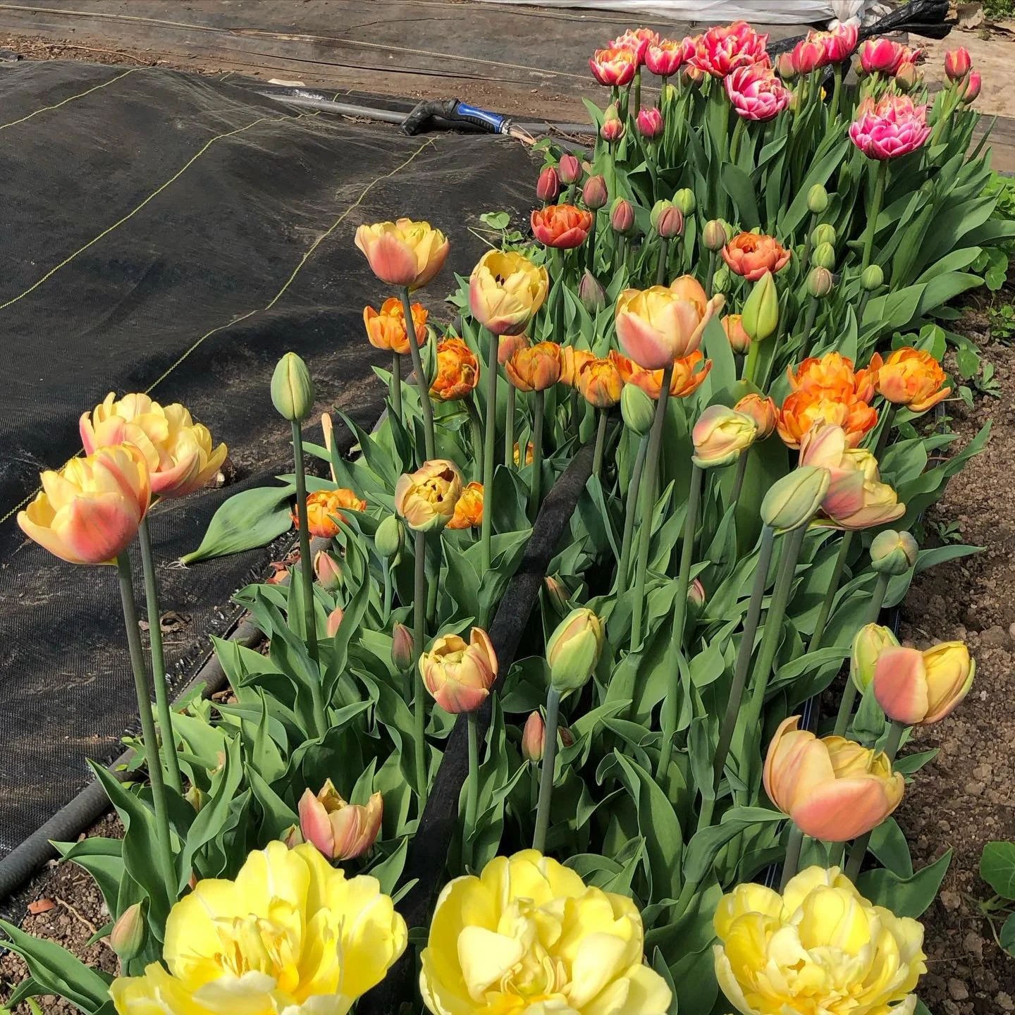 Tulips in the farmstand on this first day of spring plus carrots, kale, rainbow chard, kale rapini, celery and maybe some eggs. 

#tulips #vashonisland #certifiedorganicflowers