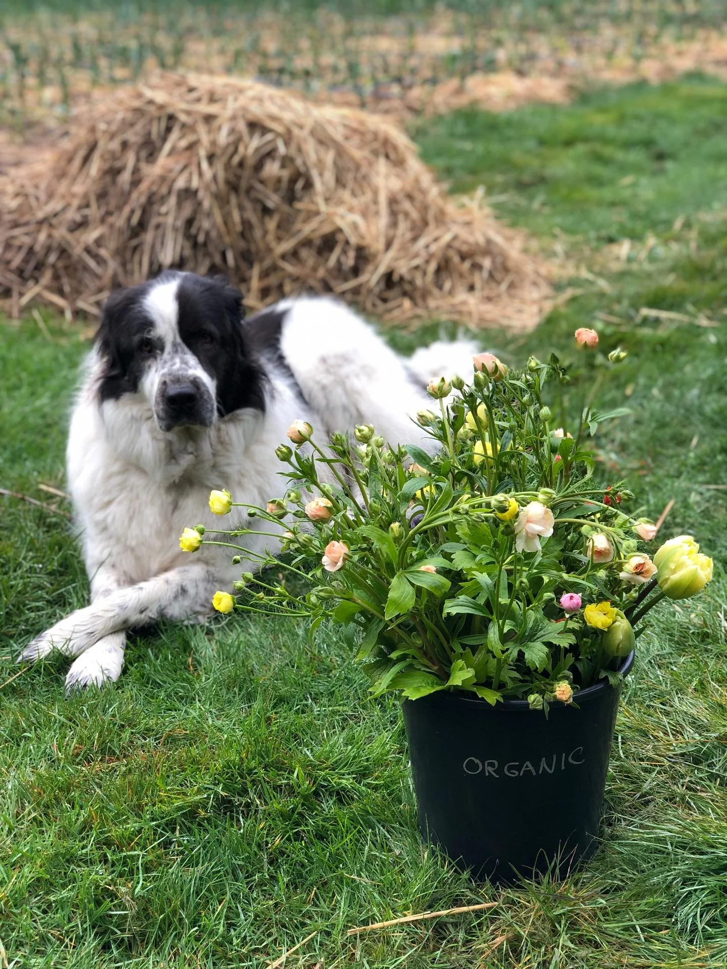 Steward of the Week: Marigold, Deer Chaser. And there&rsquo;s beautiful double tulip, butterfly (and a few standard) ranunculus and anemone bouquets in the farmstand this cloudy cool Sunday. 

#farmdog #frecklefoot #springflowers #butterflyranunculus