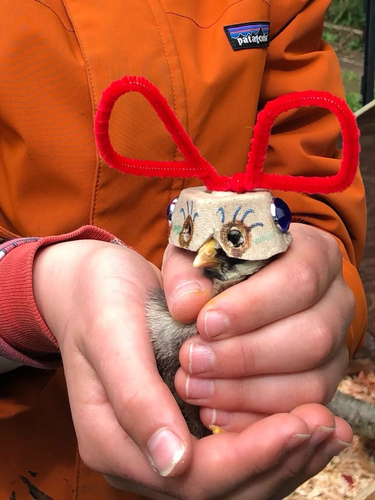 Welcomed new chicks to our farm with a brooder remodel (nice work Loretta and Chris!) and a chick hat making party! 

Farmstand has Kale, Kale Rapini, Rainbow Chard and Celery. 

#vashonisland #farmchicks #animalfashion #chickhelmets #farmcrafts