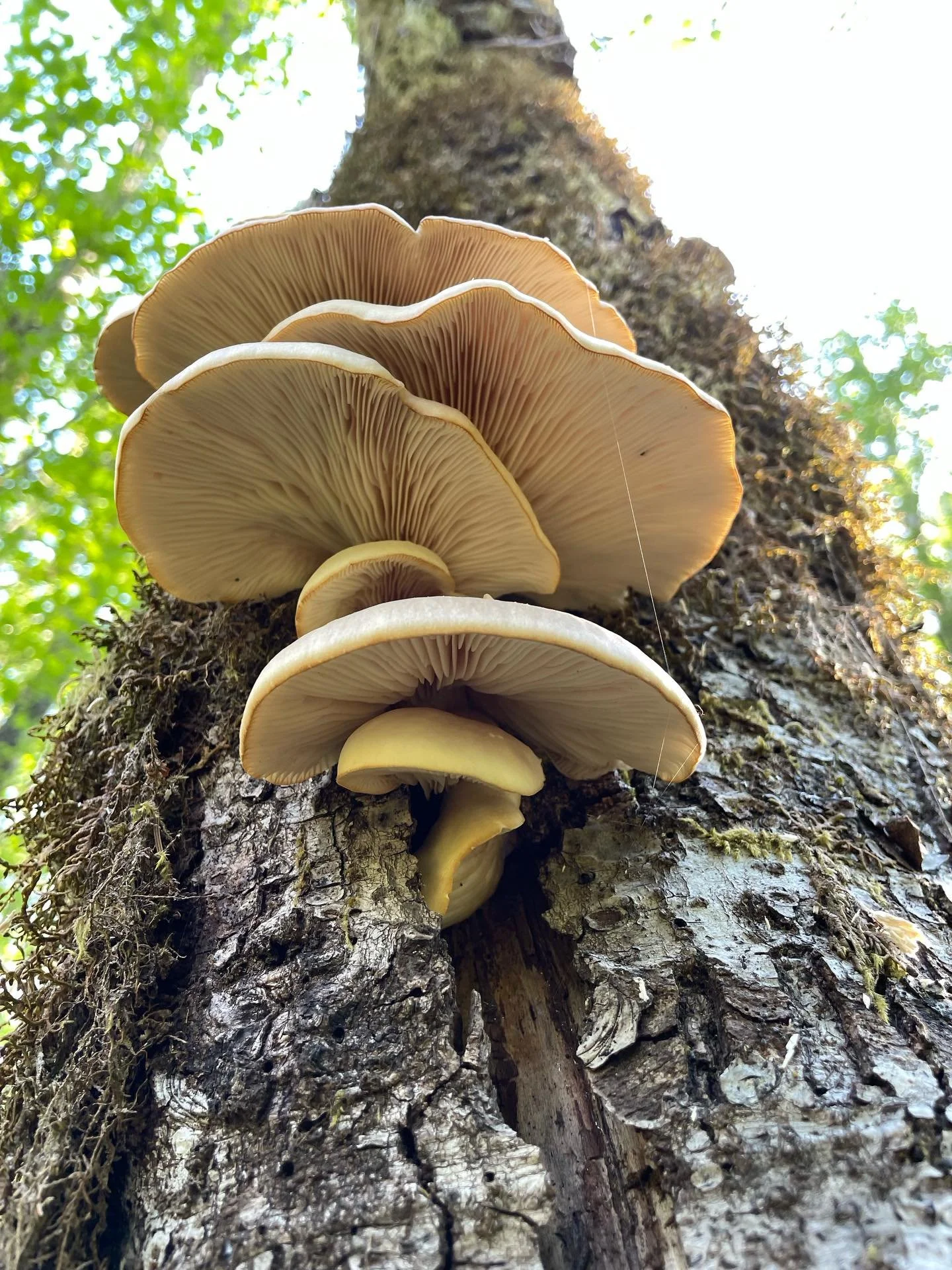 We&rsquo;ve been enjoying recent flushes of Oyster Mushrooms on standing and fallen dead Alders in our forest and Chris harvested enough this morning to share. A few pounds in the farmstand this sunny Sunday along with pea shoots and herbs. Vashon fo
