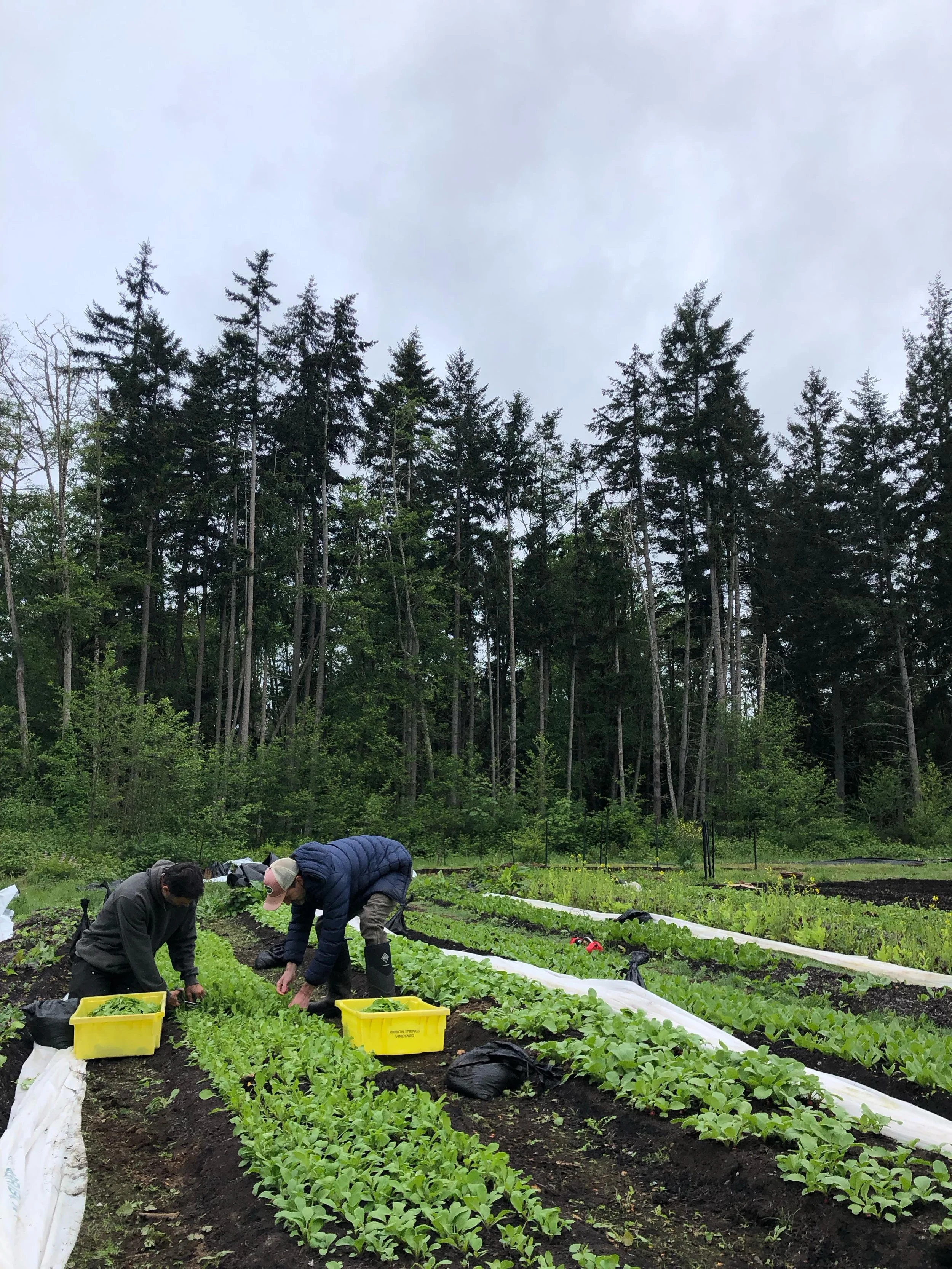 Arugula pick underway before the hopefully drenching rains. At the stand late morning and at the @vashon_farmersmarket tomorrow 10-3 along with radishes, rapini, pea shoots, herbs, flowers and more! 

#erucasativa #arugula #springgreens #pnwfarming #