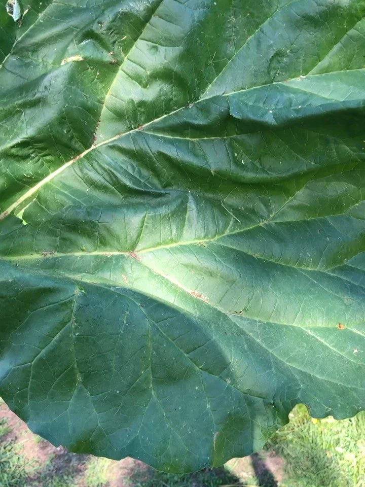 Rhubarb at the @vashon_farmersmarket tomorrow along with &hellip;. Lettuce mix! And grab some in the stand this Friday morning along with arugula, radishes, spinach (shortly), pea shoots, rapini and flowers and @fernhornbakery bread midday. 

#rheumr