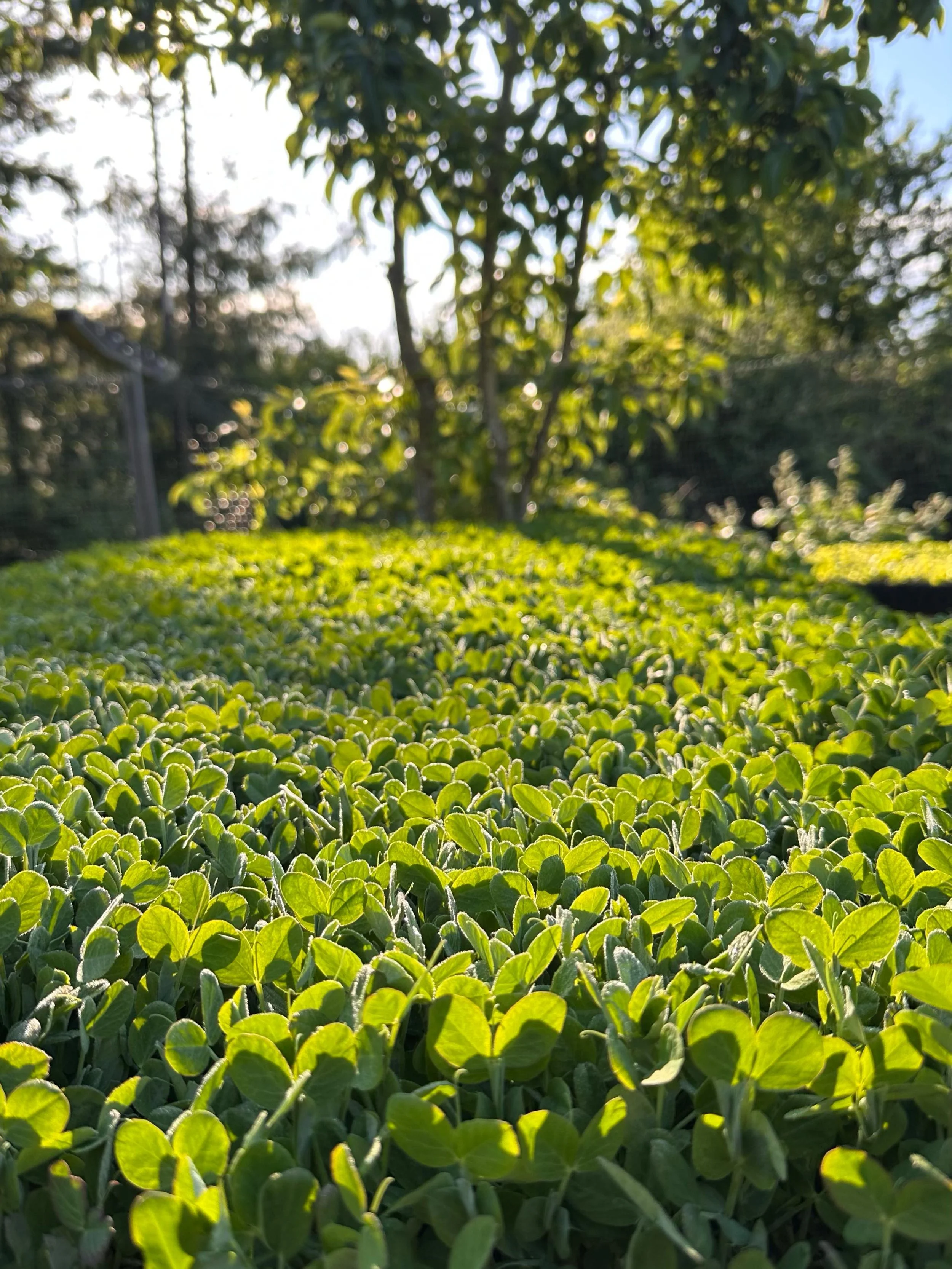 Pea shoots and flowers in the stand this sunny Thursday. 

Thank you @kate.m.davies for the pea shoot sunrise shot!

#peashootmicrogreen #certifiedorganicfarm #vegetablesunrise #vashonisland