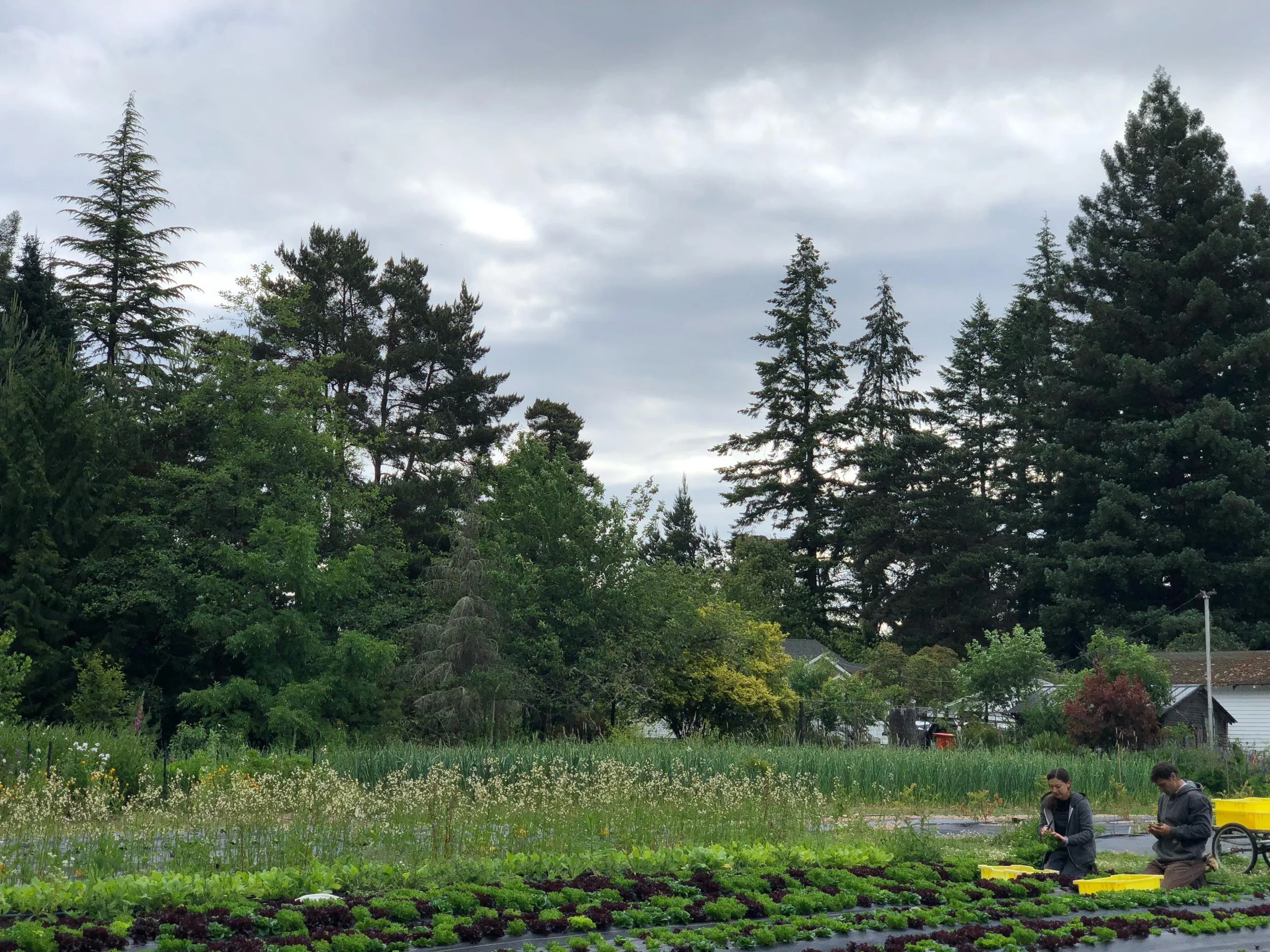 Big bags of lettuce mix are back! At the farmers market with Arugula, strawberries, butter lettuce, spinach, pea shoots, beets, carrots, mustard greens, garlic scapes, garlic bulbs, edible flowers, radishes, carrots, salad turnips, flowers and more! 