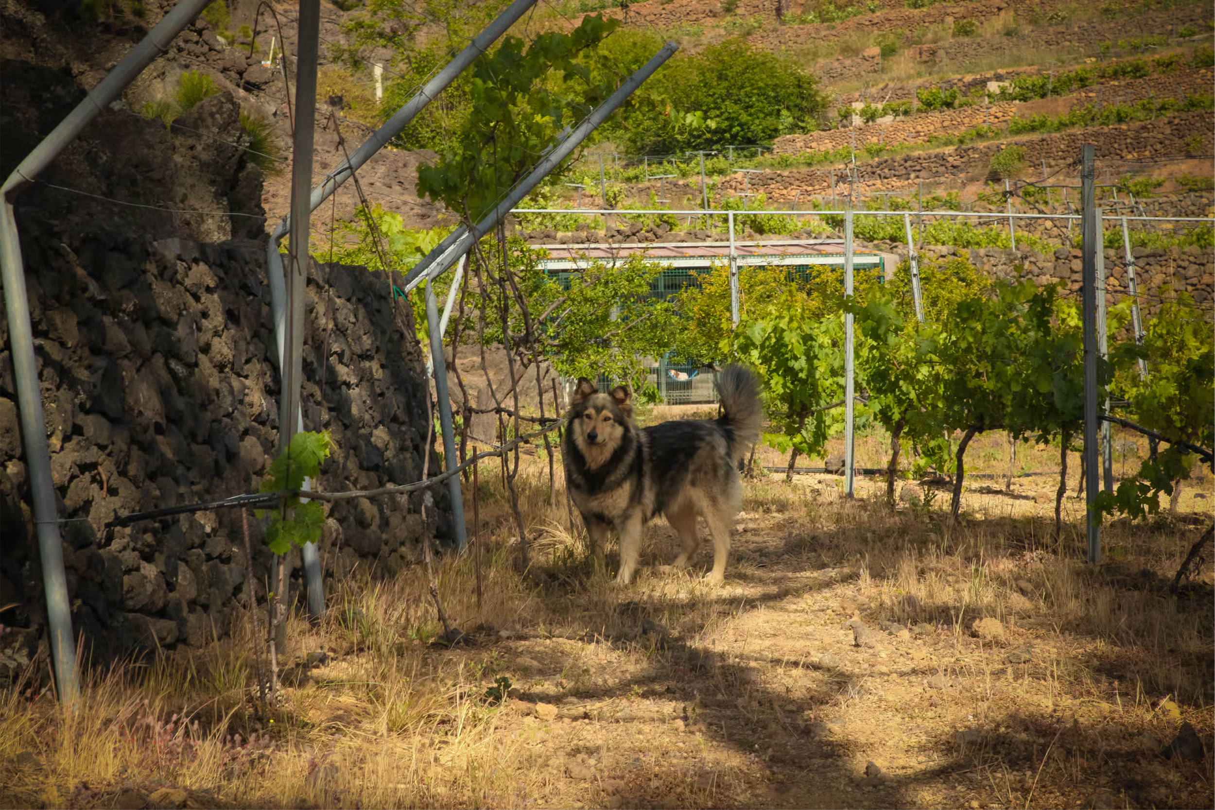 vineyard in tenerife best local wine dog pet.png