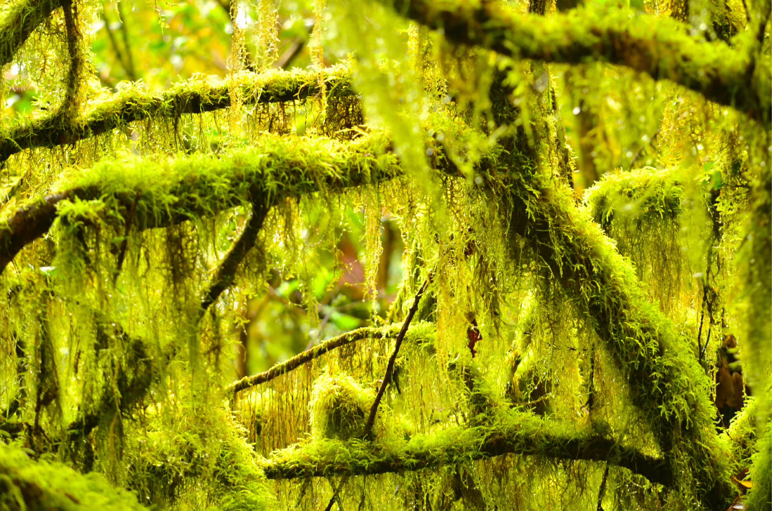 Laurel forest in tenerife north.png