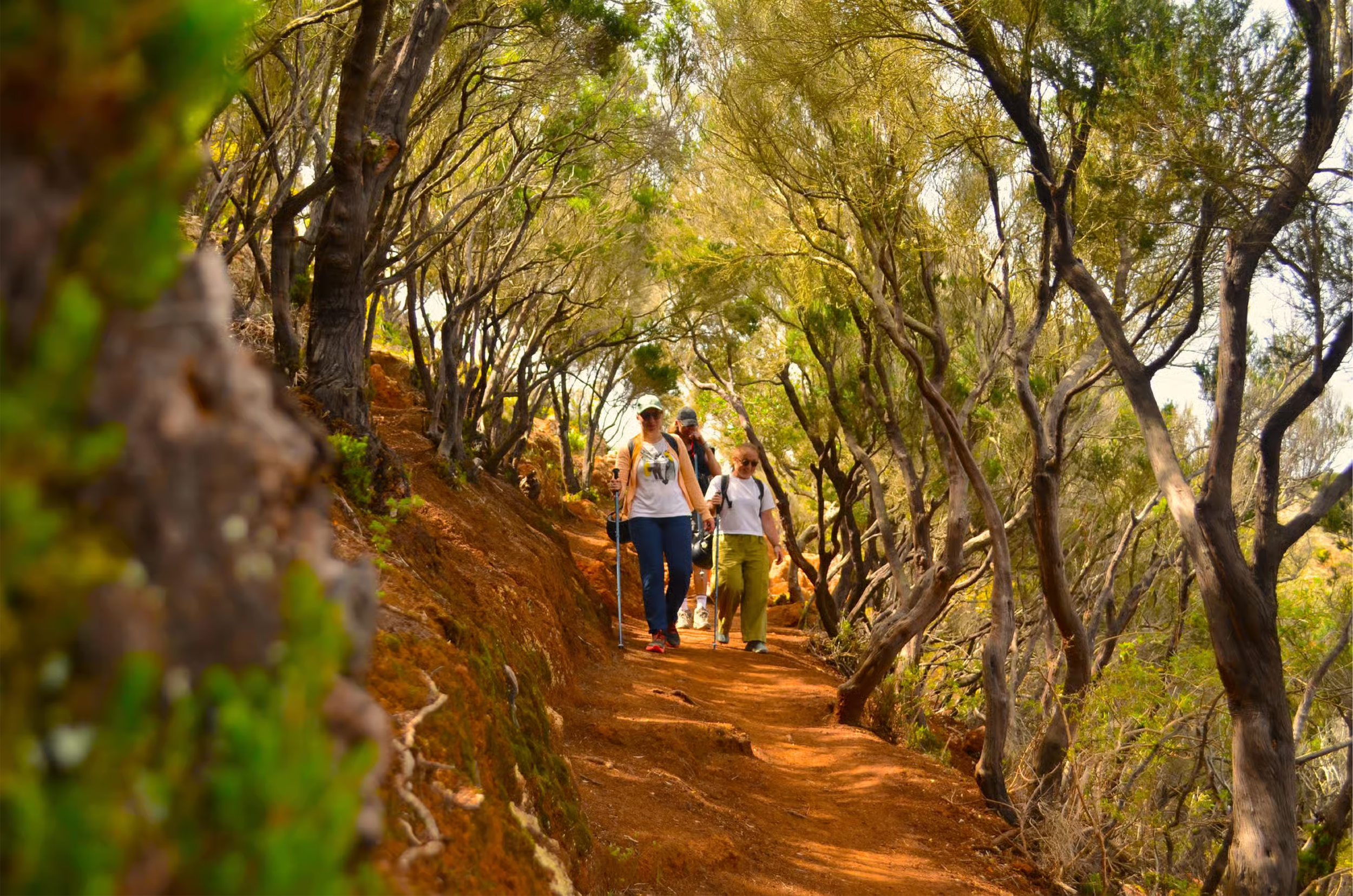 nature hike in tenerife forest tenerife north.png