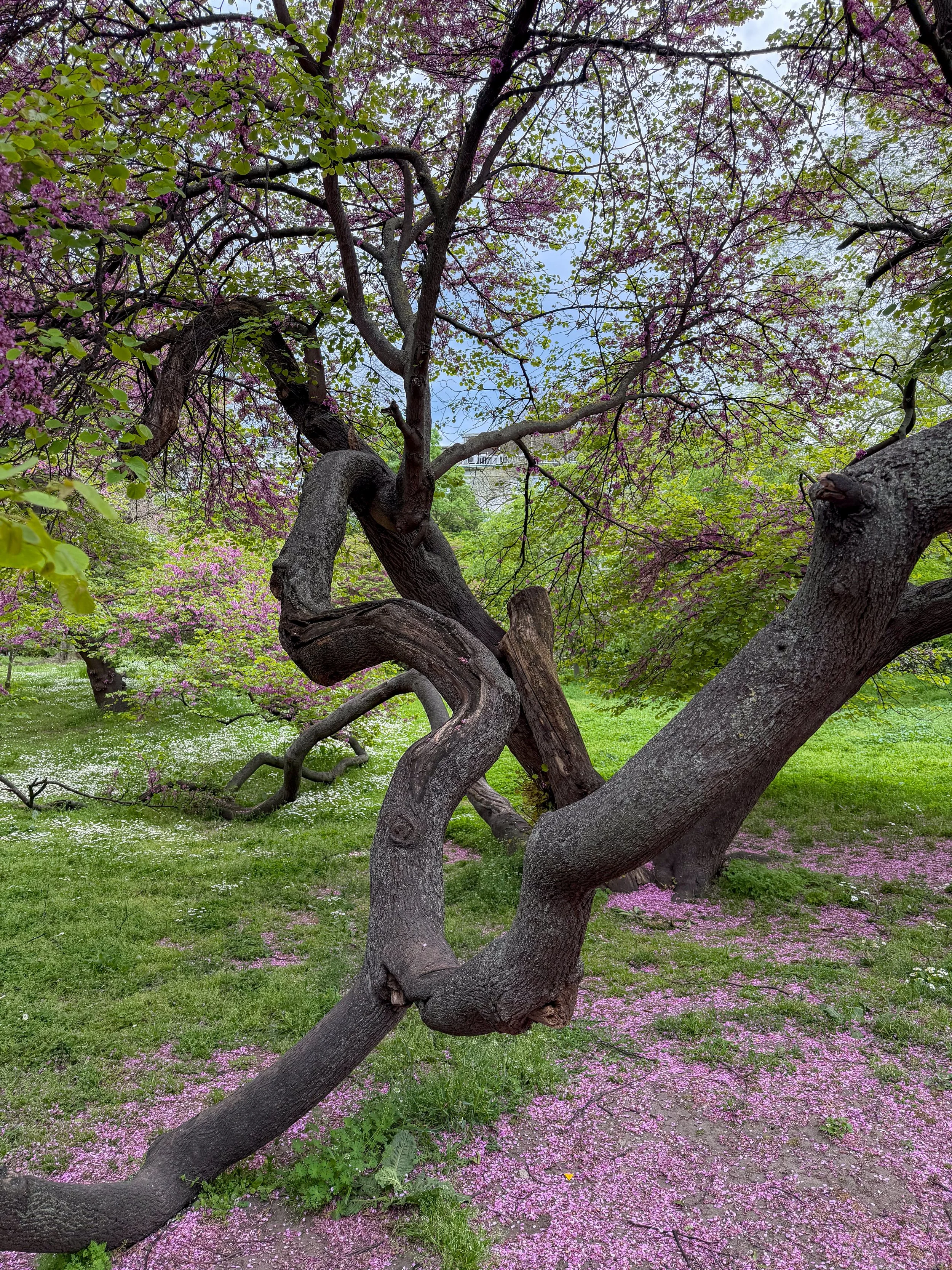 Varna Sea Garden interestingly shaped tree with purple flowers