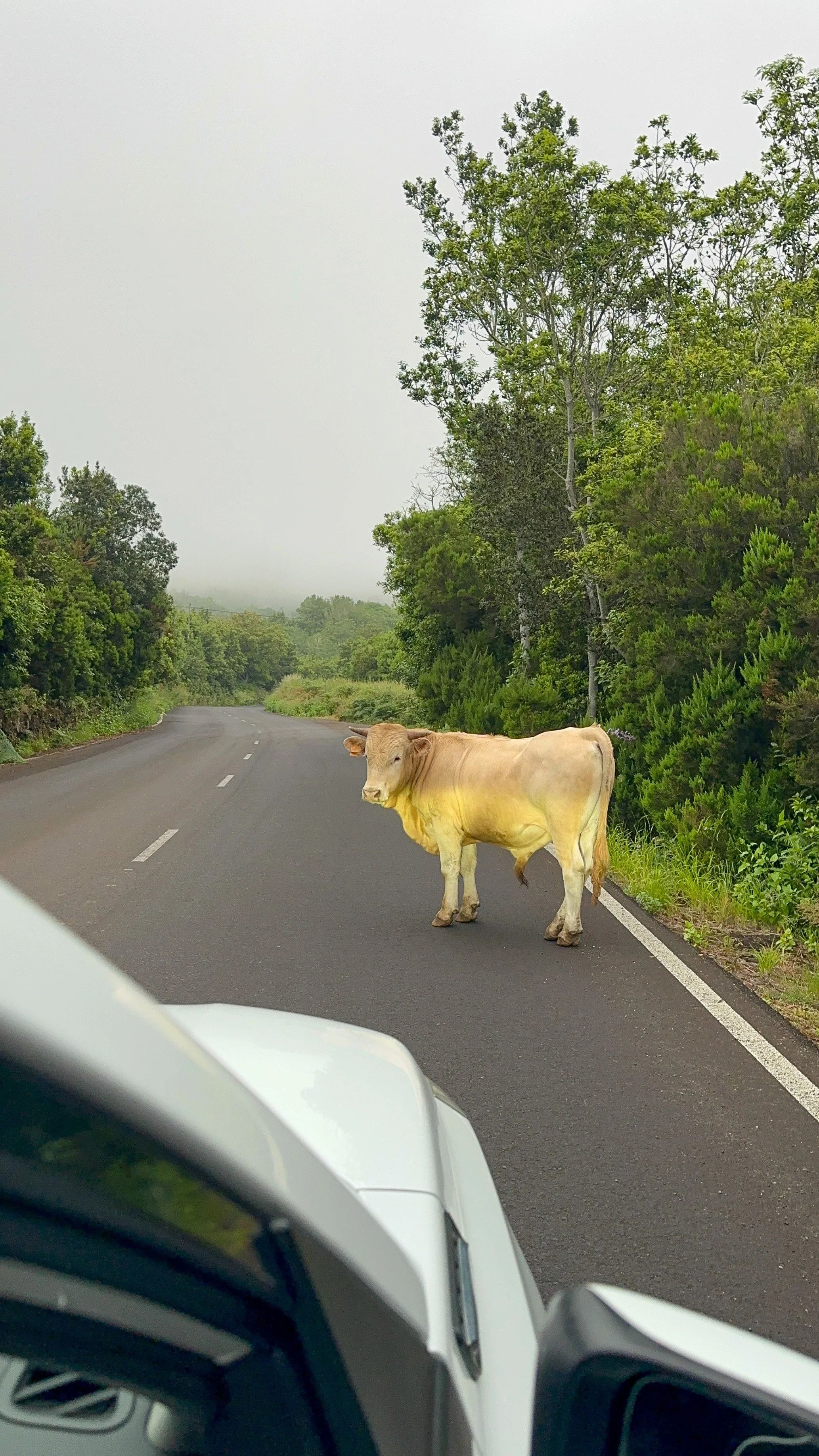 a cow in the middle of the road in La Palma.jpg
