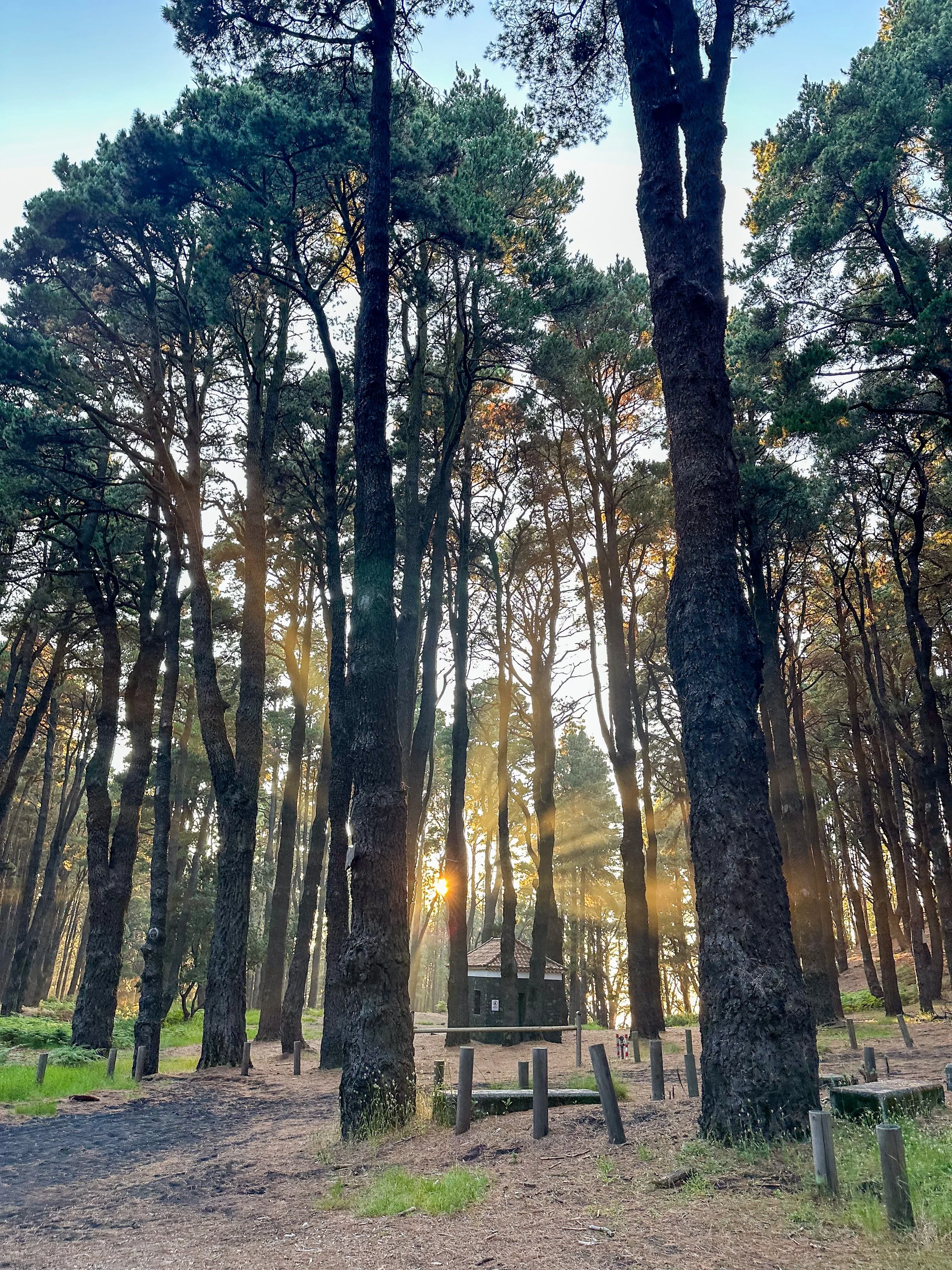 Sunrise from a forest in La Palma.jpg