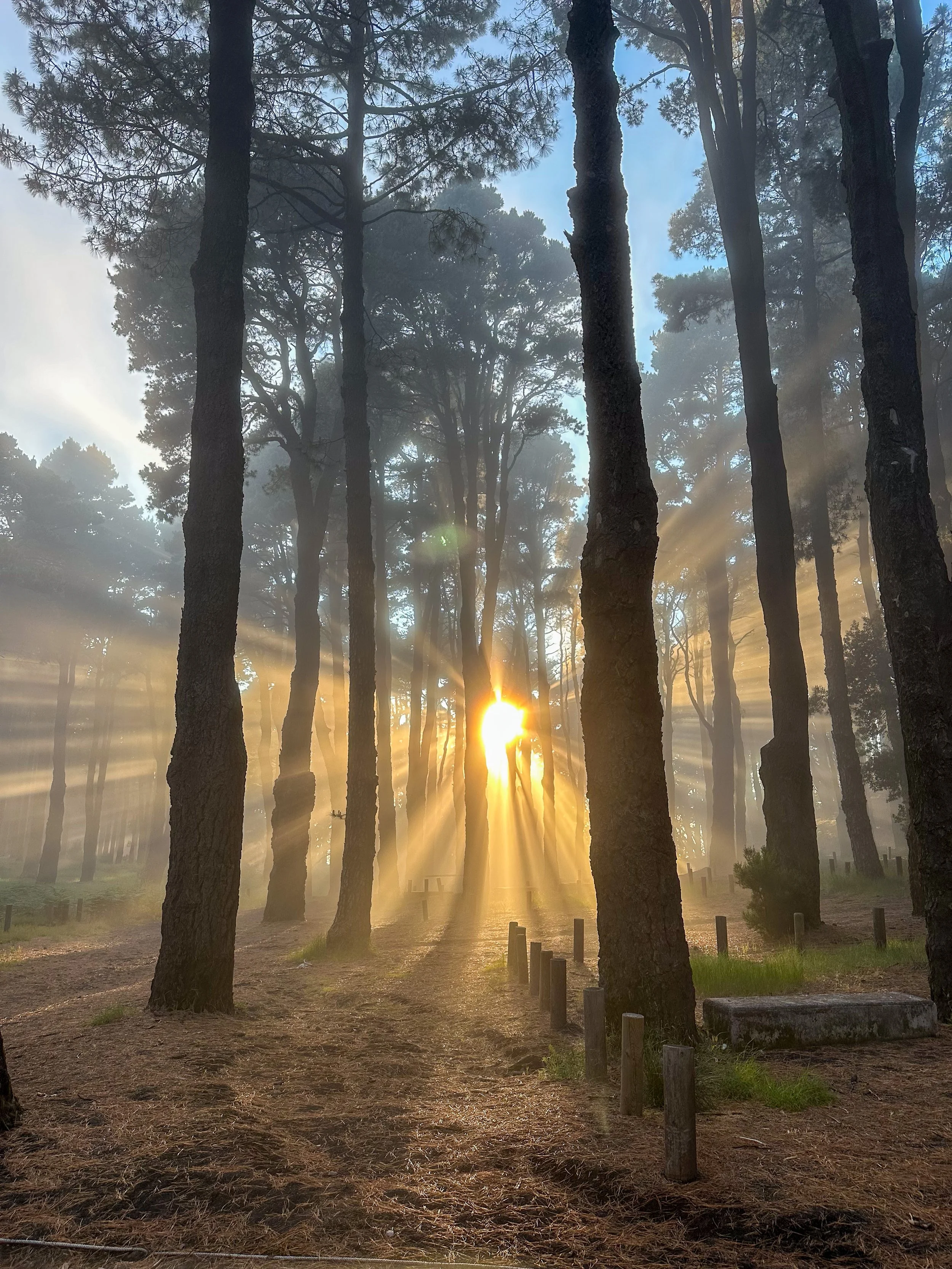 El Pilar forest in La Palma during sunset.jpg