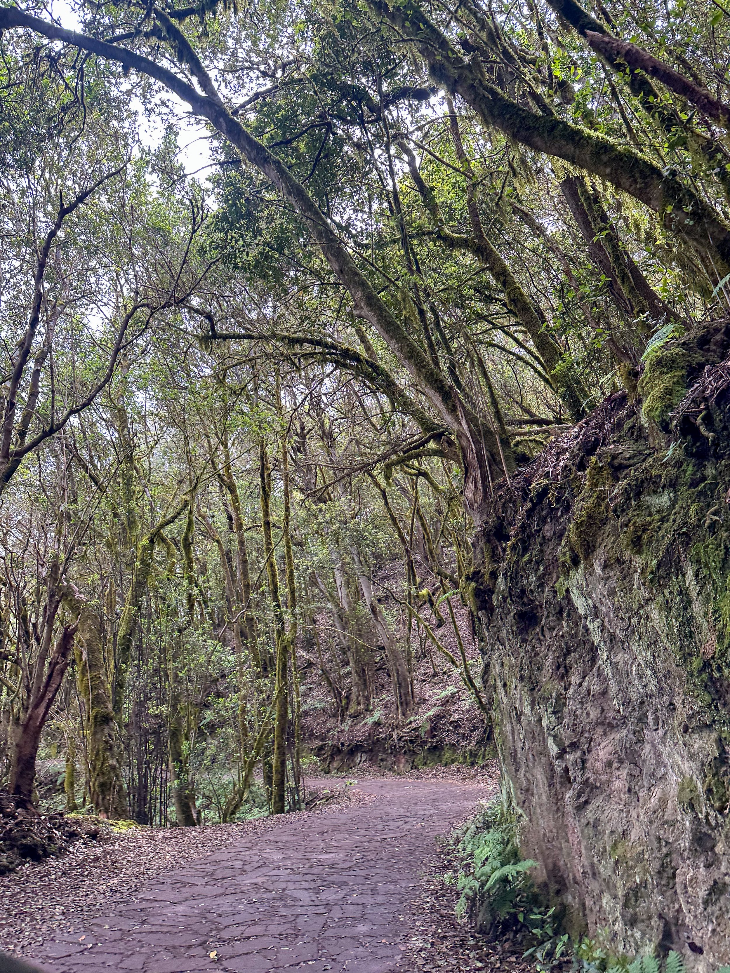 Path to El Cedro Waterfall in Garajonay National Park, La Gomera
