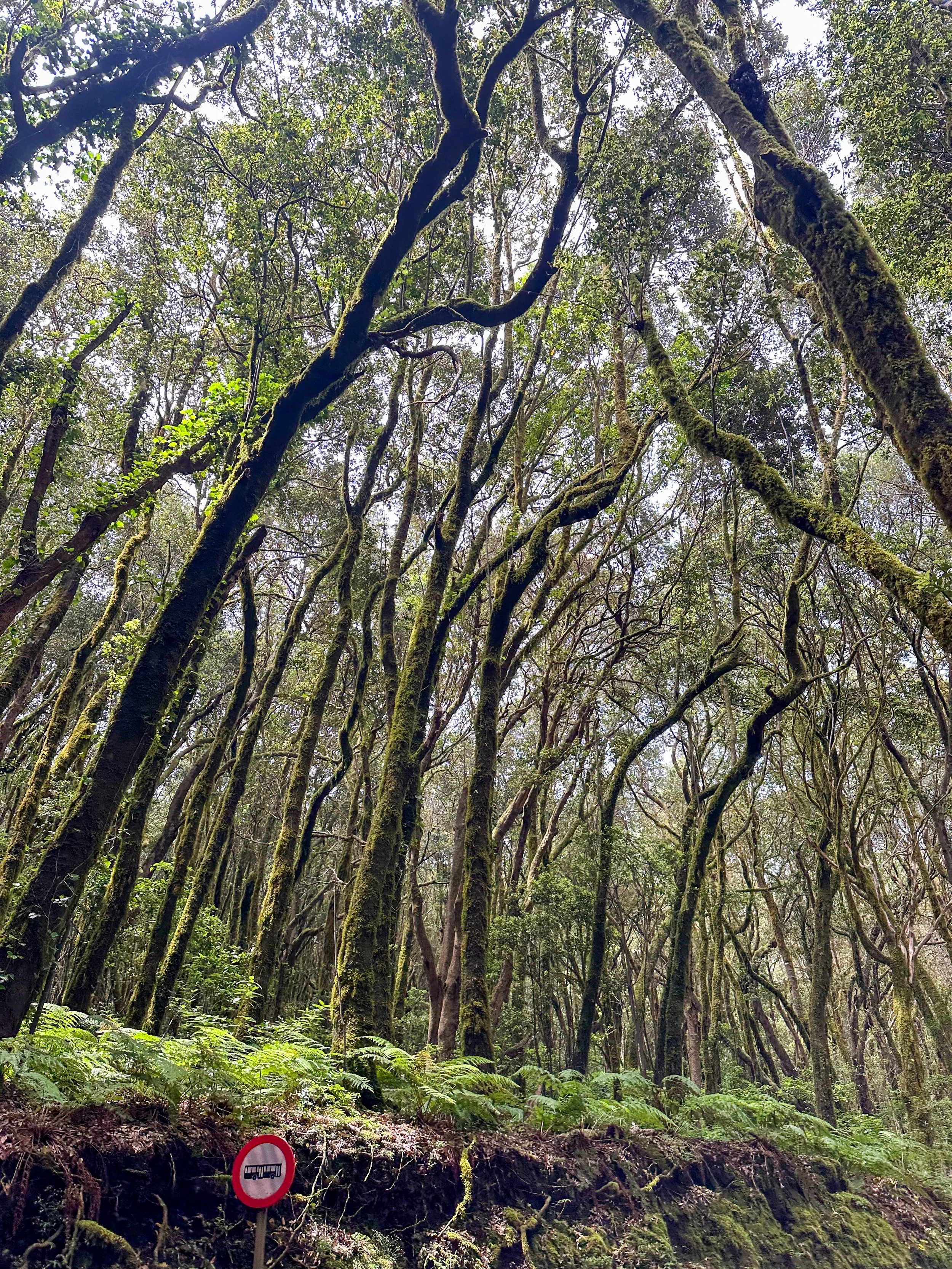 Laurel forest in Garajonay National Park, La Gomera