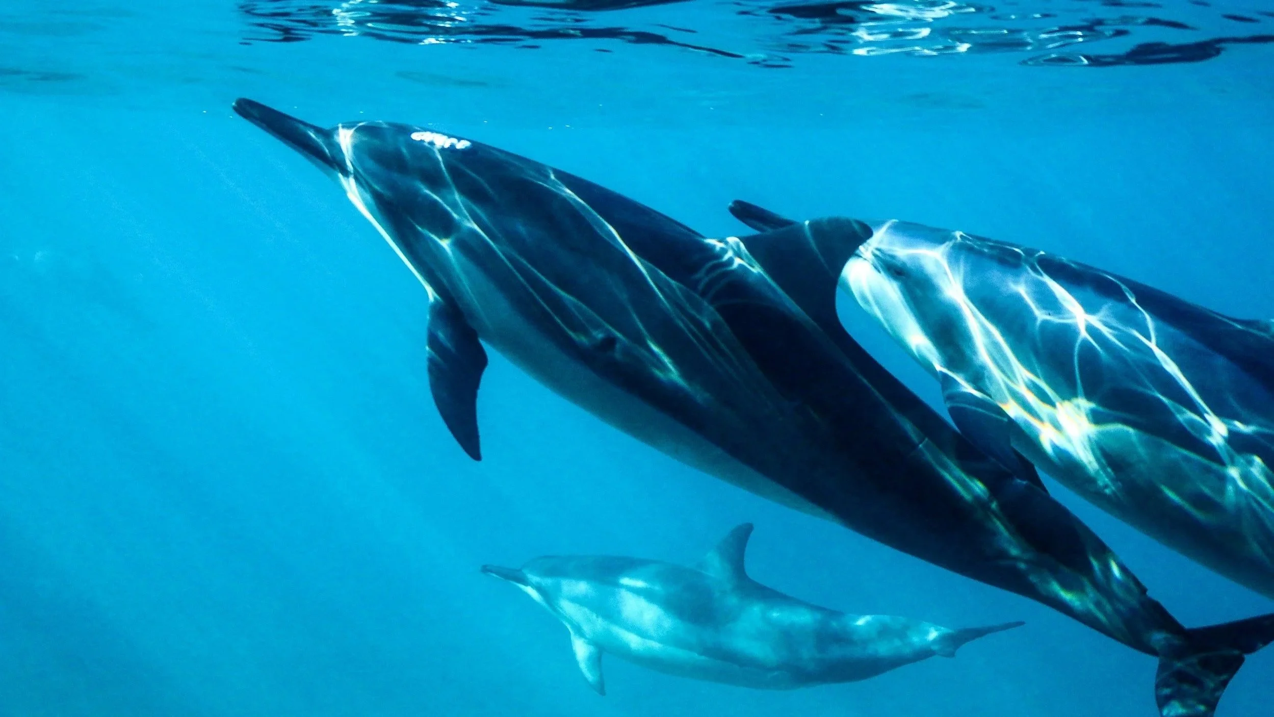 Bottlenose dolphins swimming in the ocean