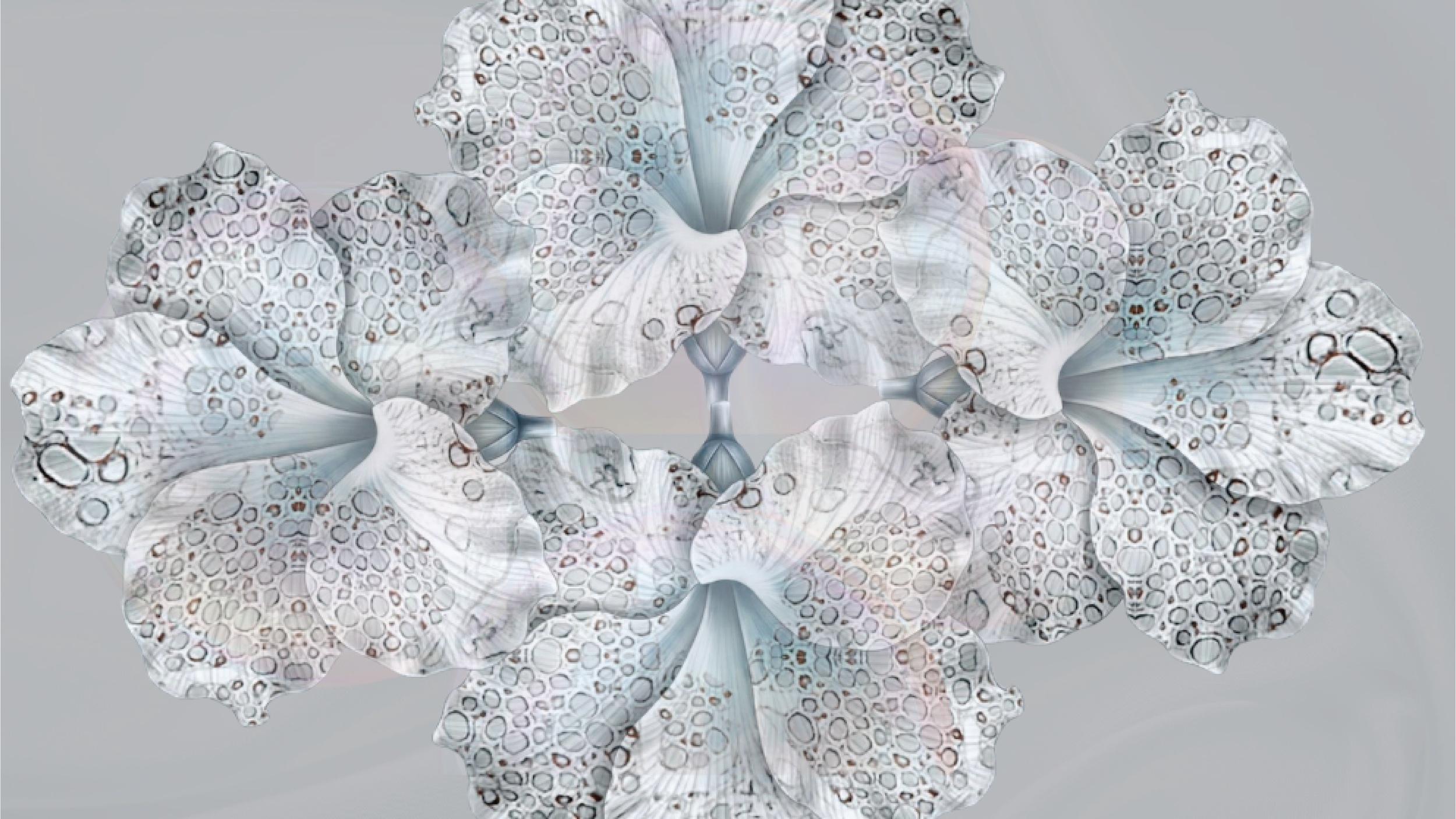 AcellseBranding(Capstone)_Wrapping Paper.png