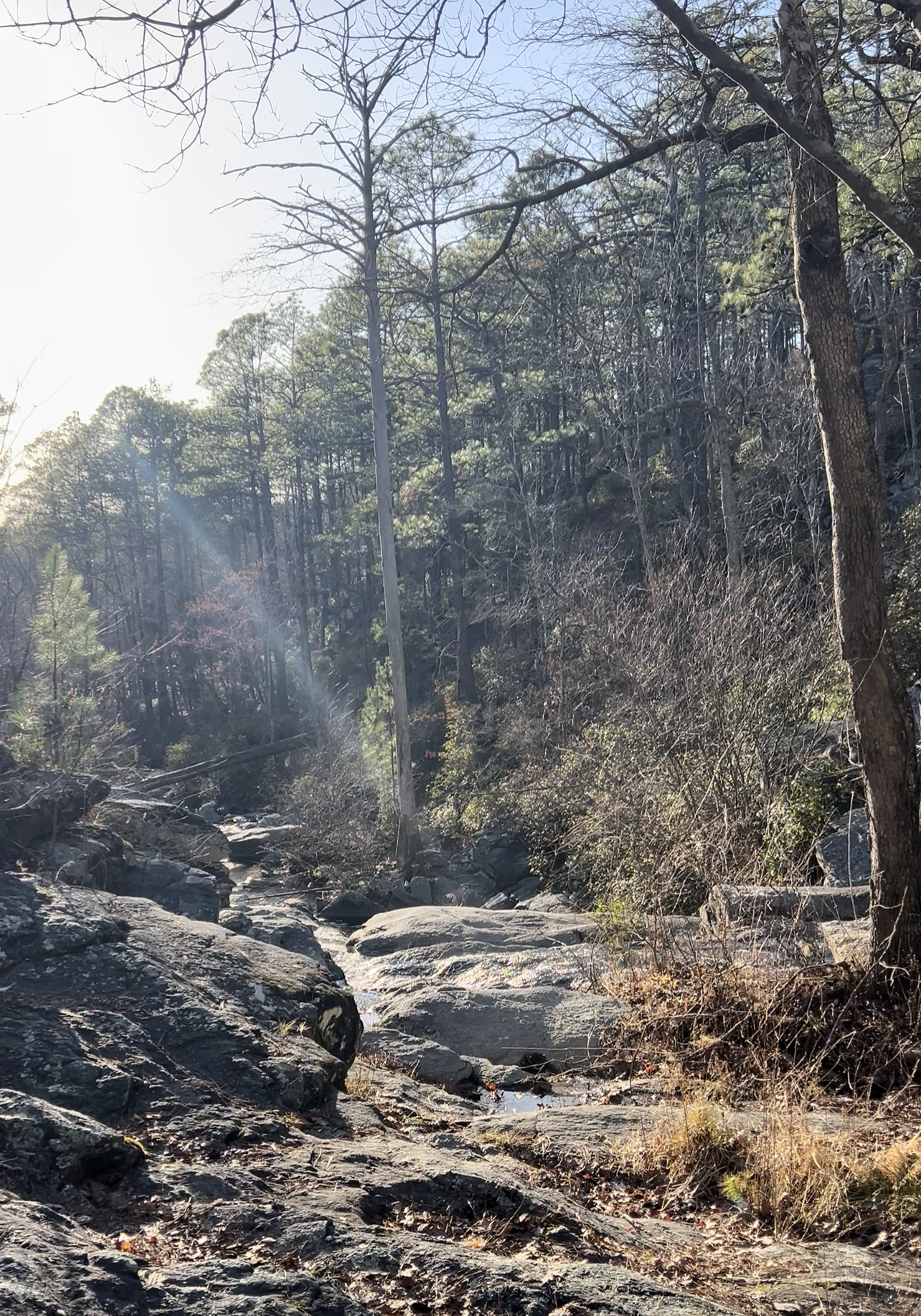 5 Critical Maintenance Mistakes for Homes Near Talladega National Forest