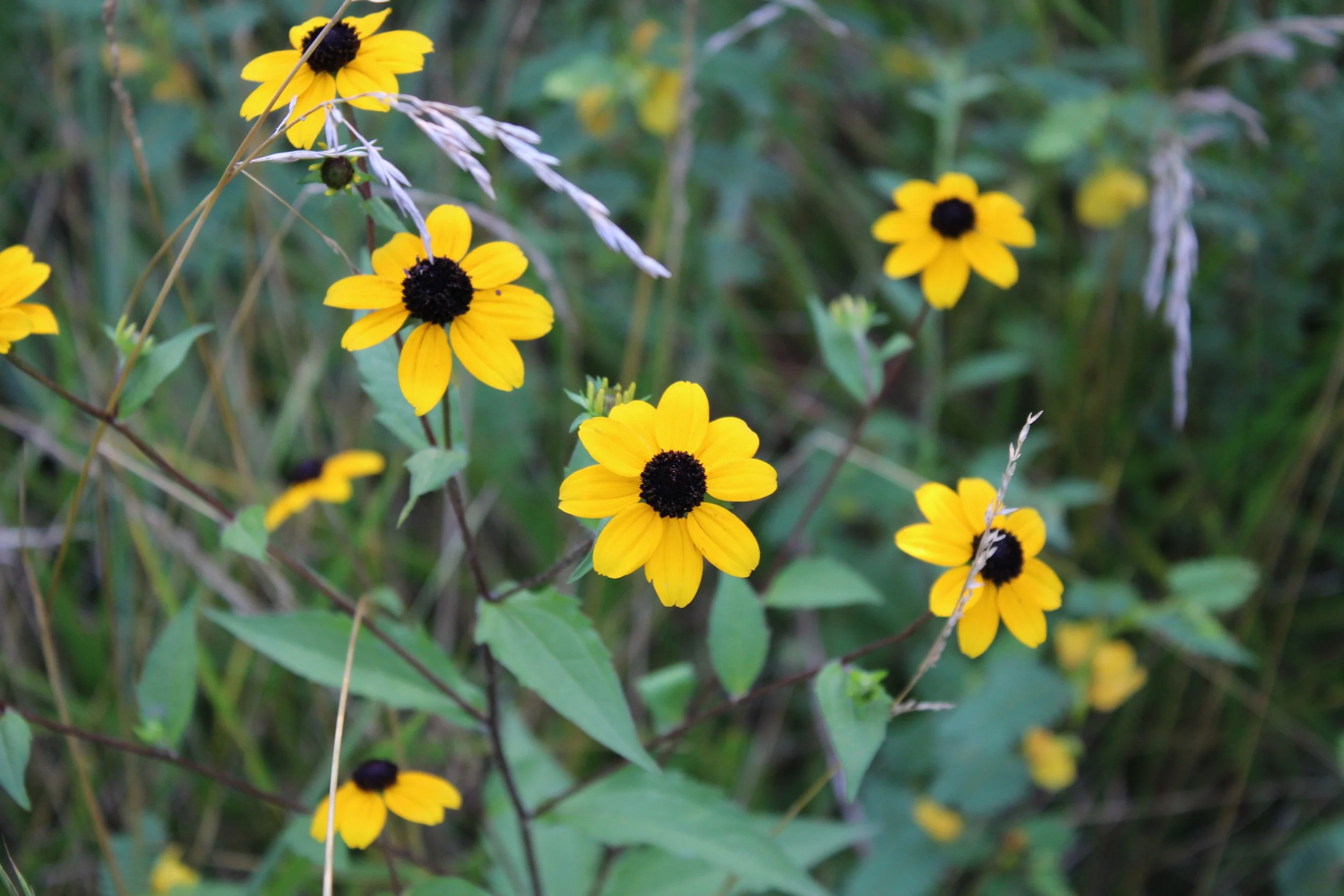Natural Dye Initiative Video