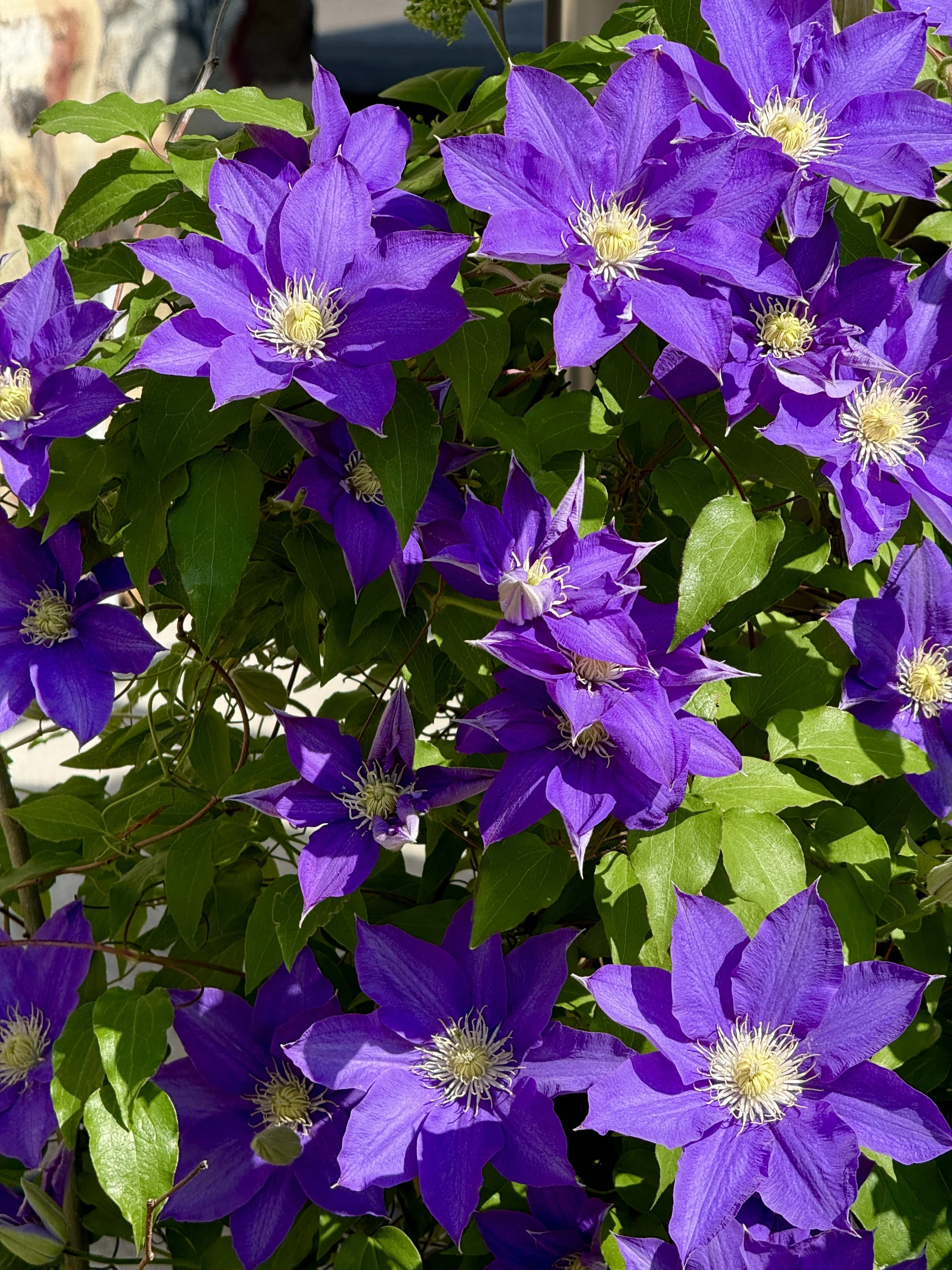 Wonder-Full Backyards Seed Swap