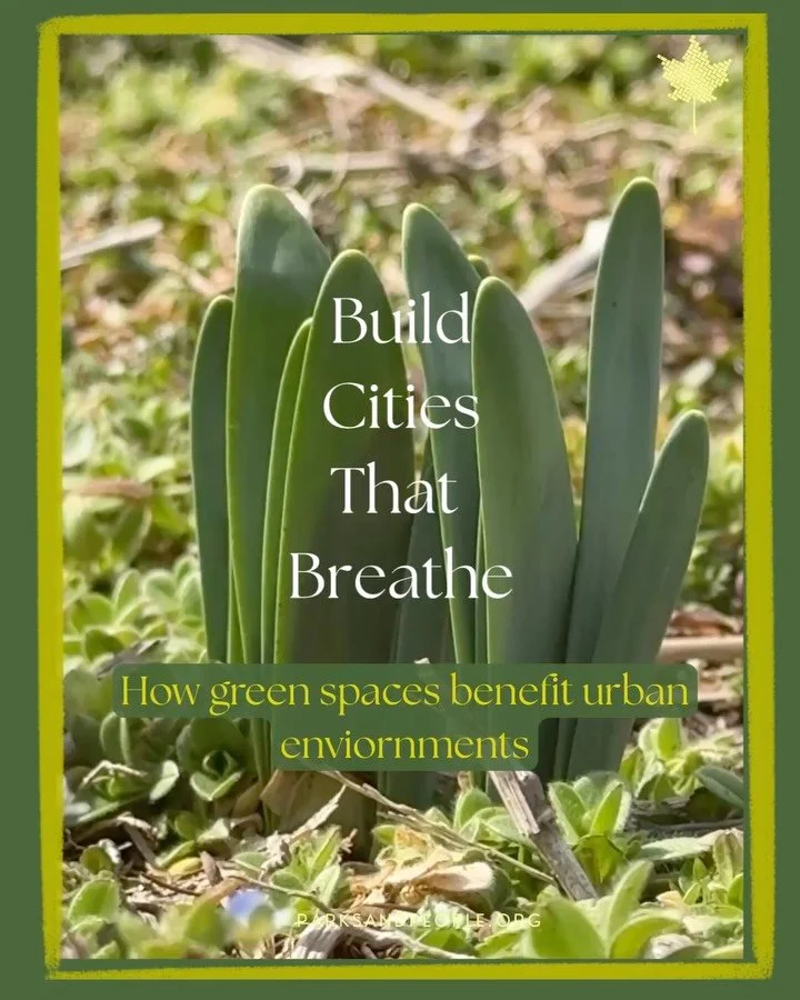 City life thrives where green grows 🌳

✅ Cleaner air 
✅ Cooler streets
✅ Improved water quality 
✅ Thriving ecosystems 

Green spaces aren&rsquo;t just nice to have&mdash;they&rsquo;re essential to a healthy, sustainable city. 

Parks &amp; People p