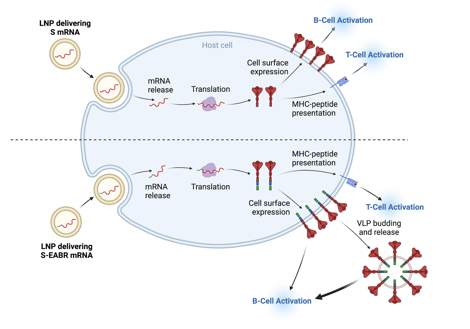 Research — Hoffmann Lab
