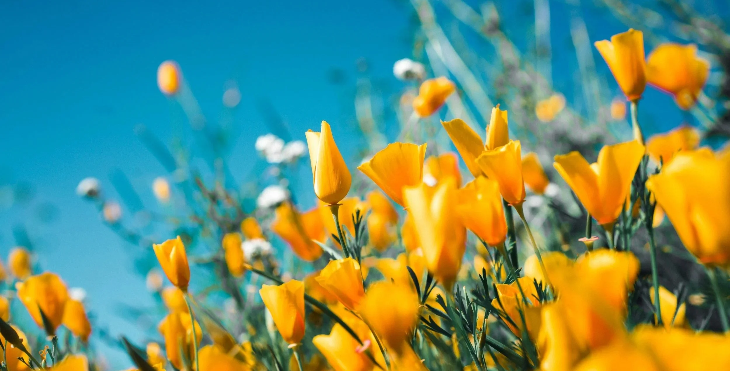 Yellow poppies beginning to bloom against a blue sky