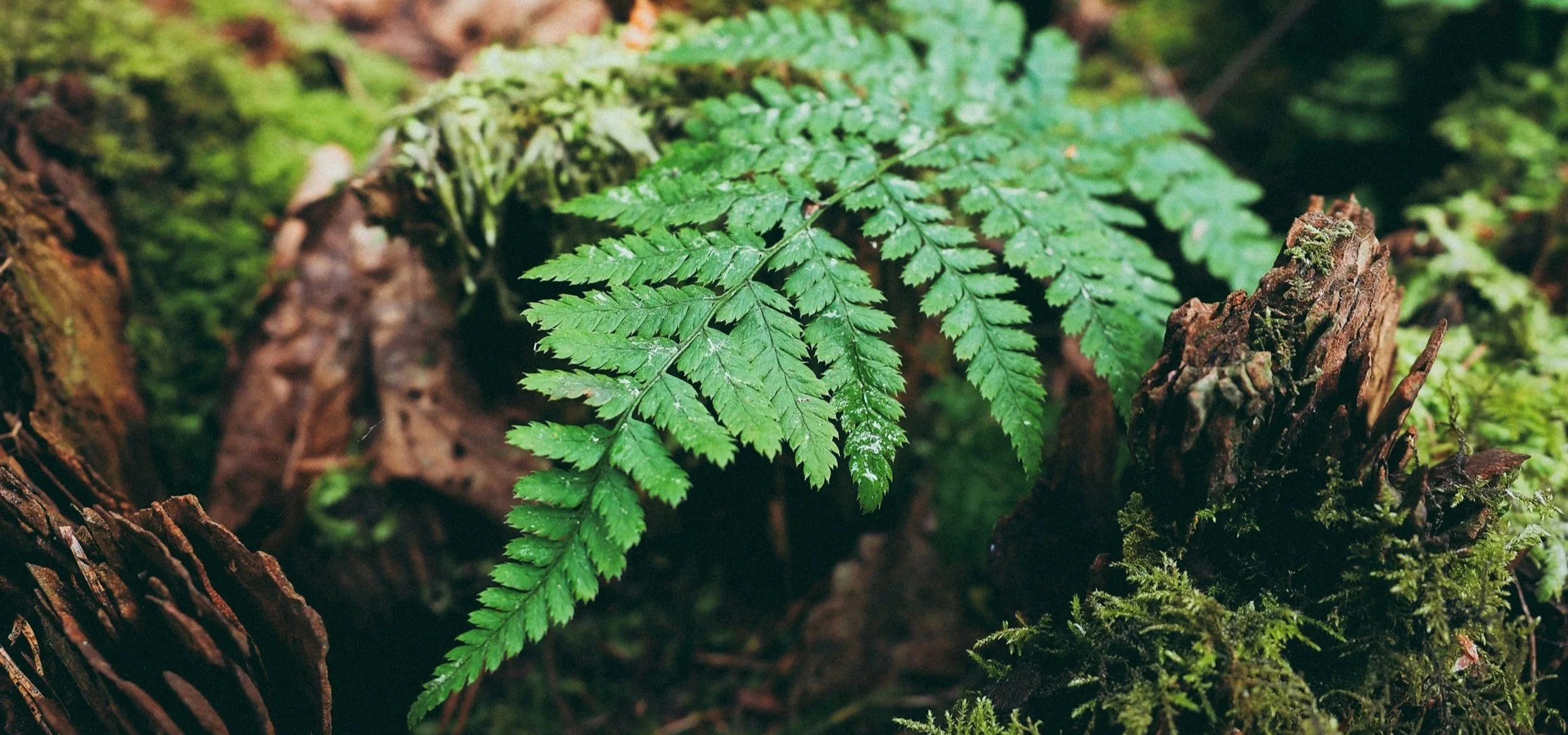 A photo of a green fern with some decomposing logs around it