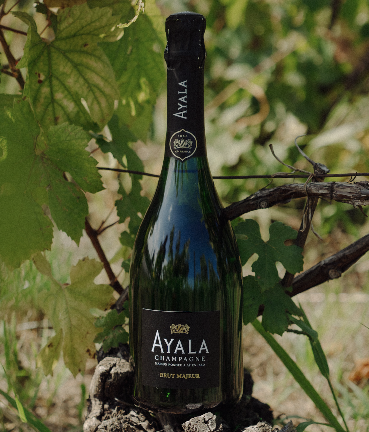 Ayala Brut Nature Champagne (NV)