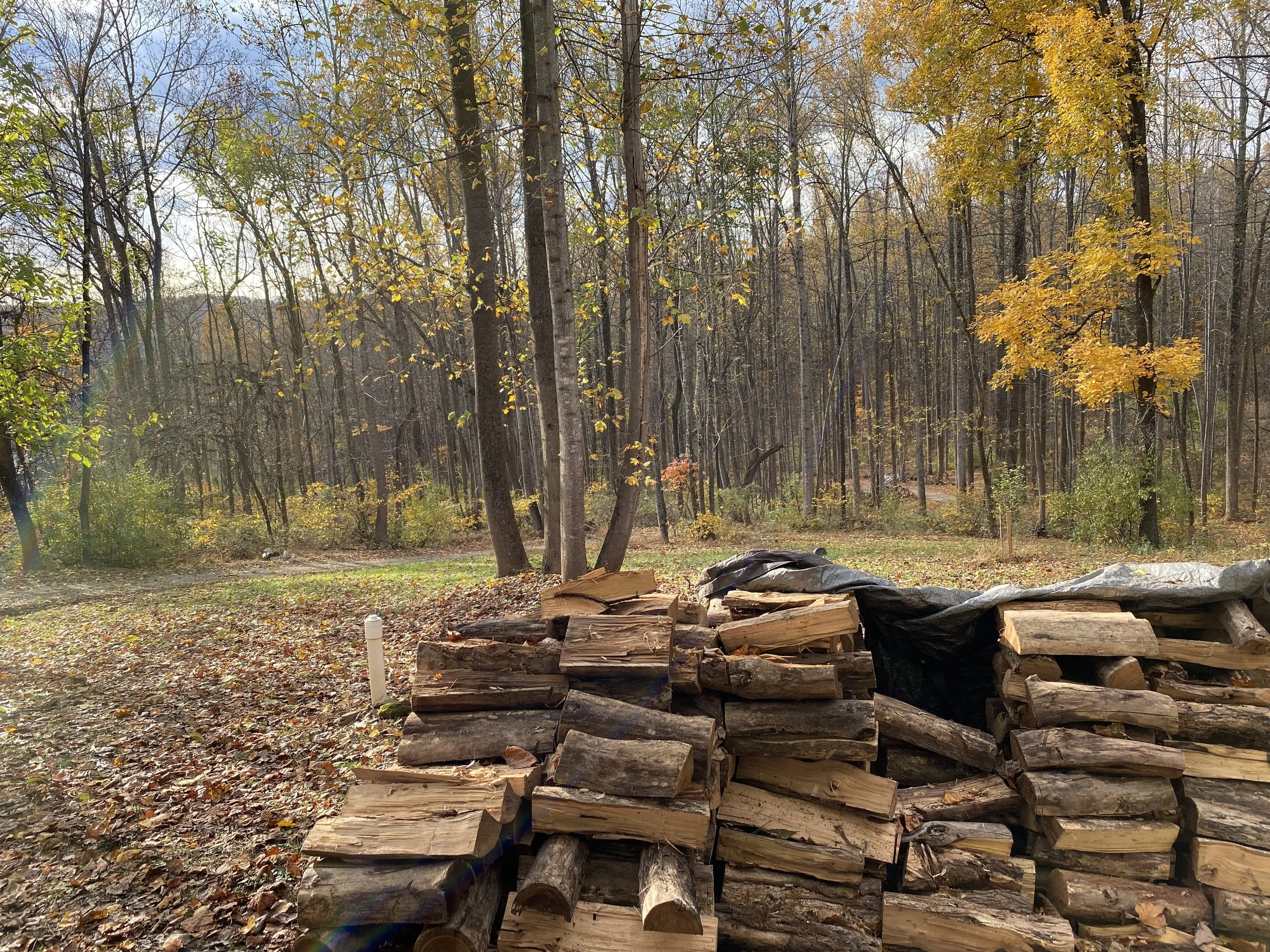 pile of stacked firewood on an autumn day