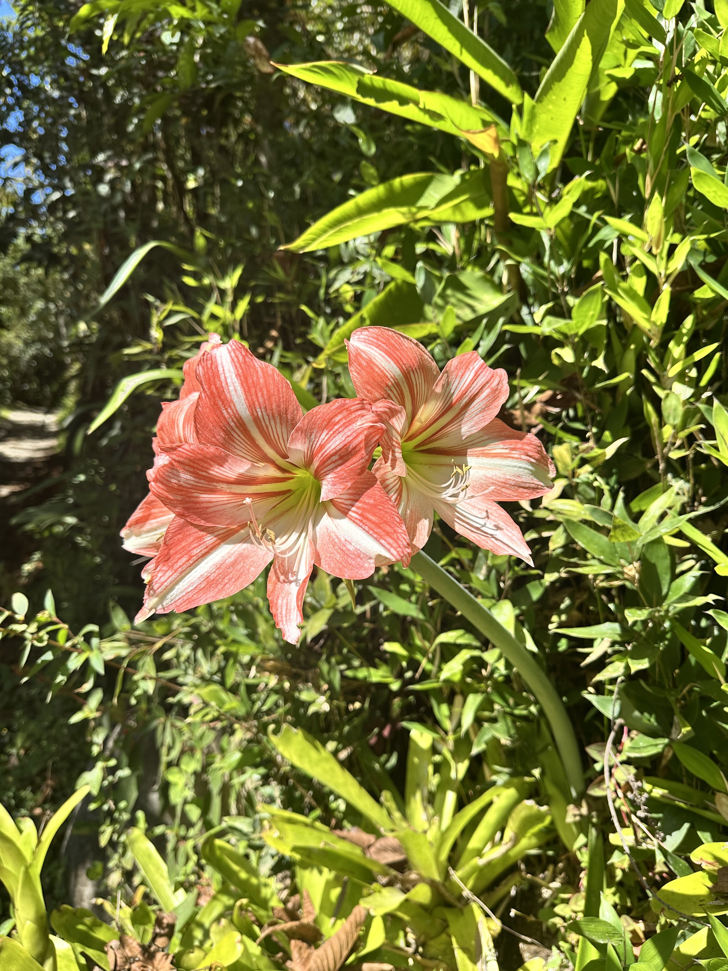 IMG_8526.jpeg