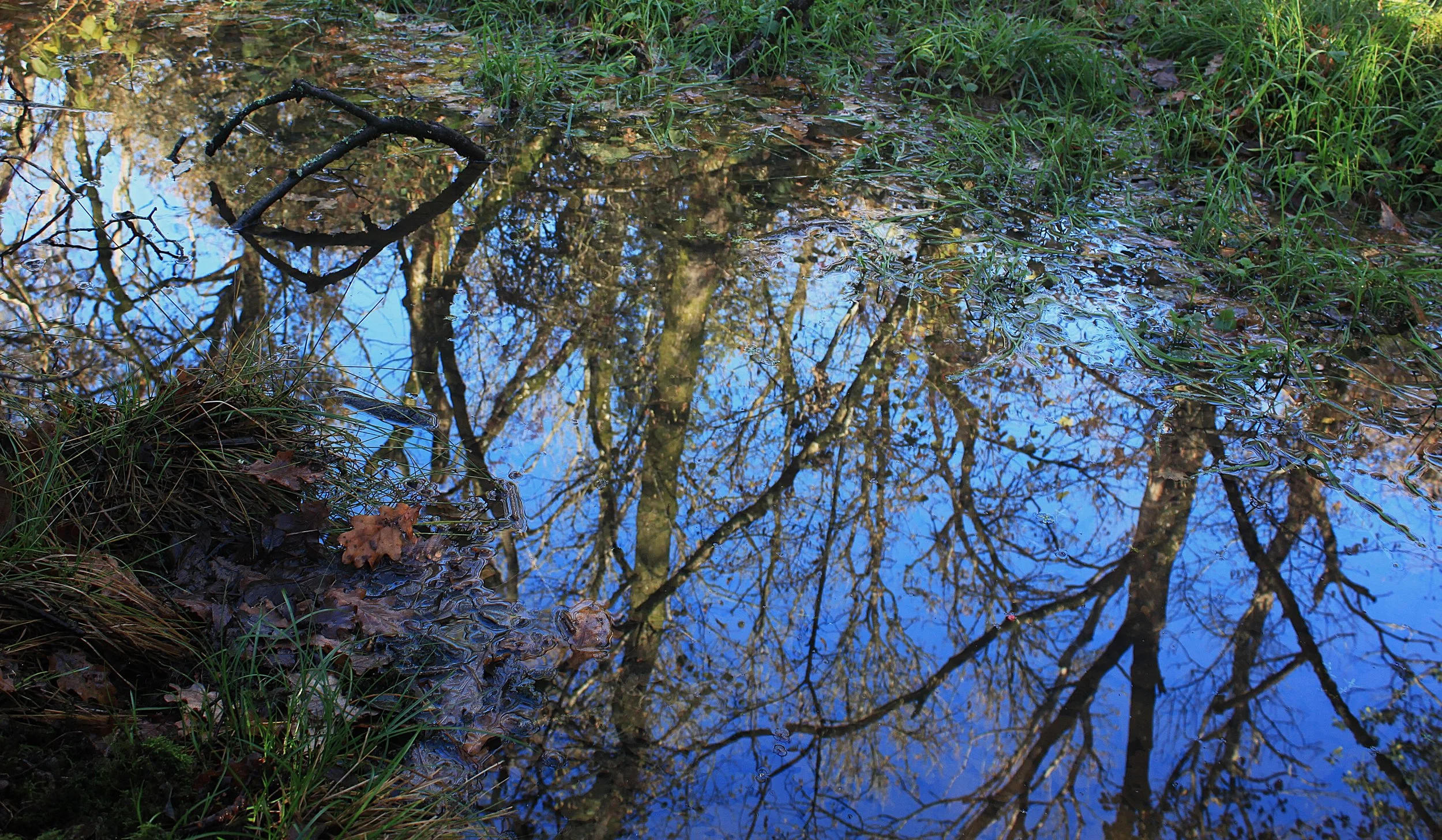 Deep Encounters - Coal Barton Wood 2026