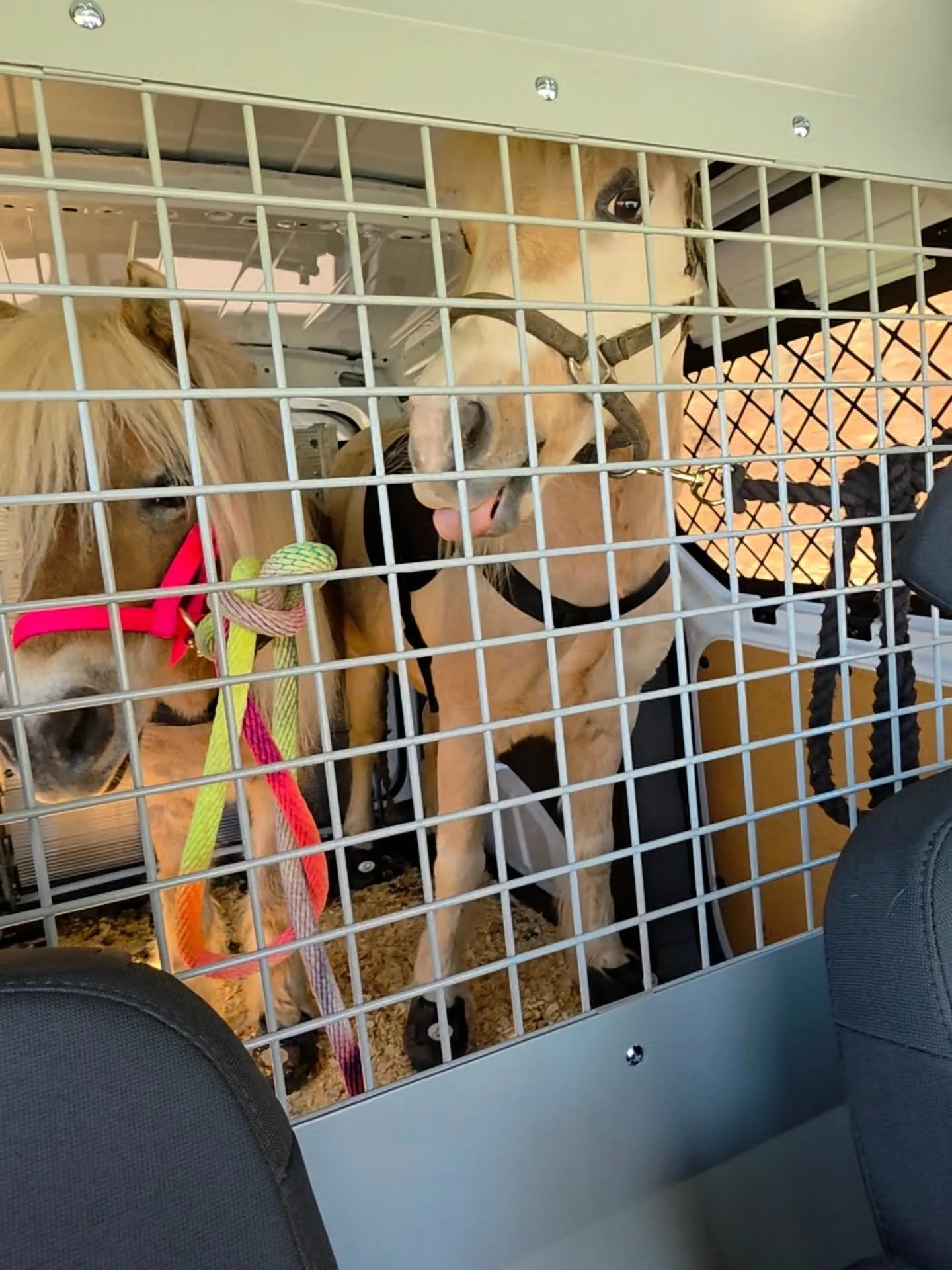 We FINALLY made our maiden voyage in the MINI WINGS van!!!🎉Who can guess where we went today???
Also, that tongue😂 Biscuit sure had a lot to say about today's adventure😄🐴 #minihorses #equineassisted #equineassistedlearning #nonprofit #therapyhors