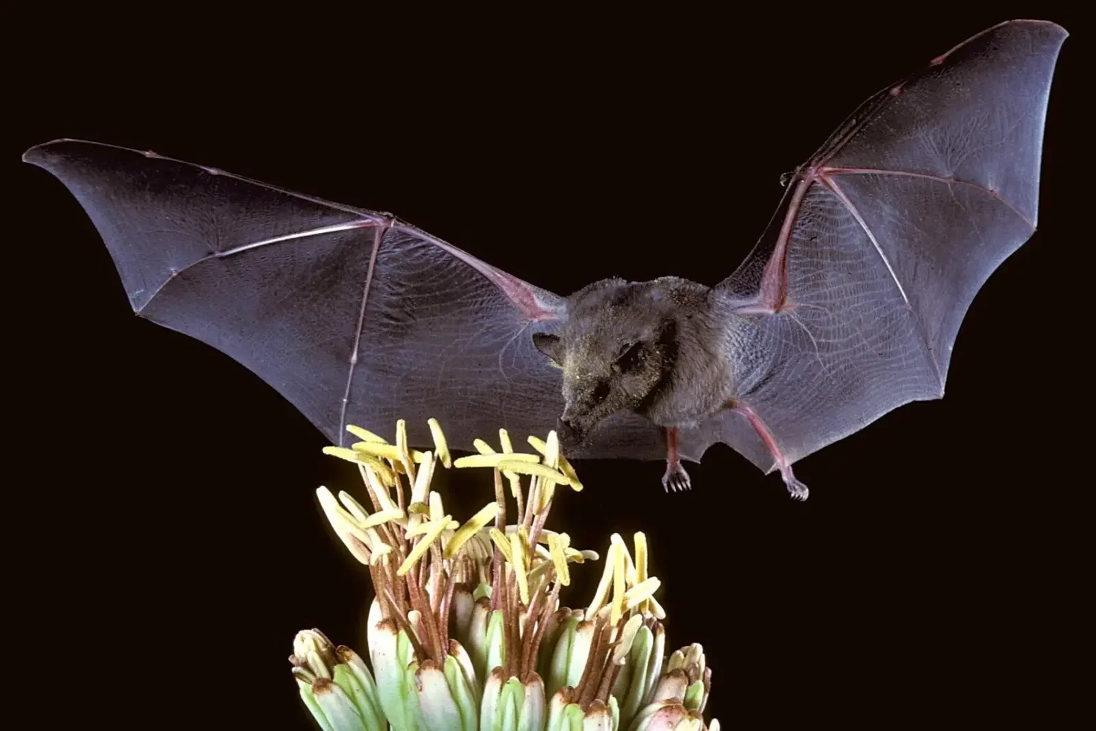 Pollinators of the Night: How Bats Sustain Ecosystems, Agriculture, and Tequila 