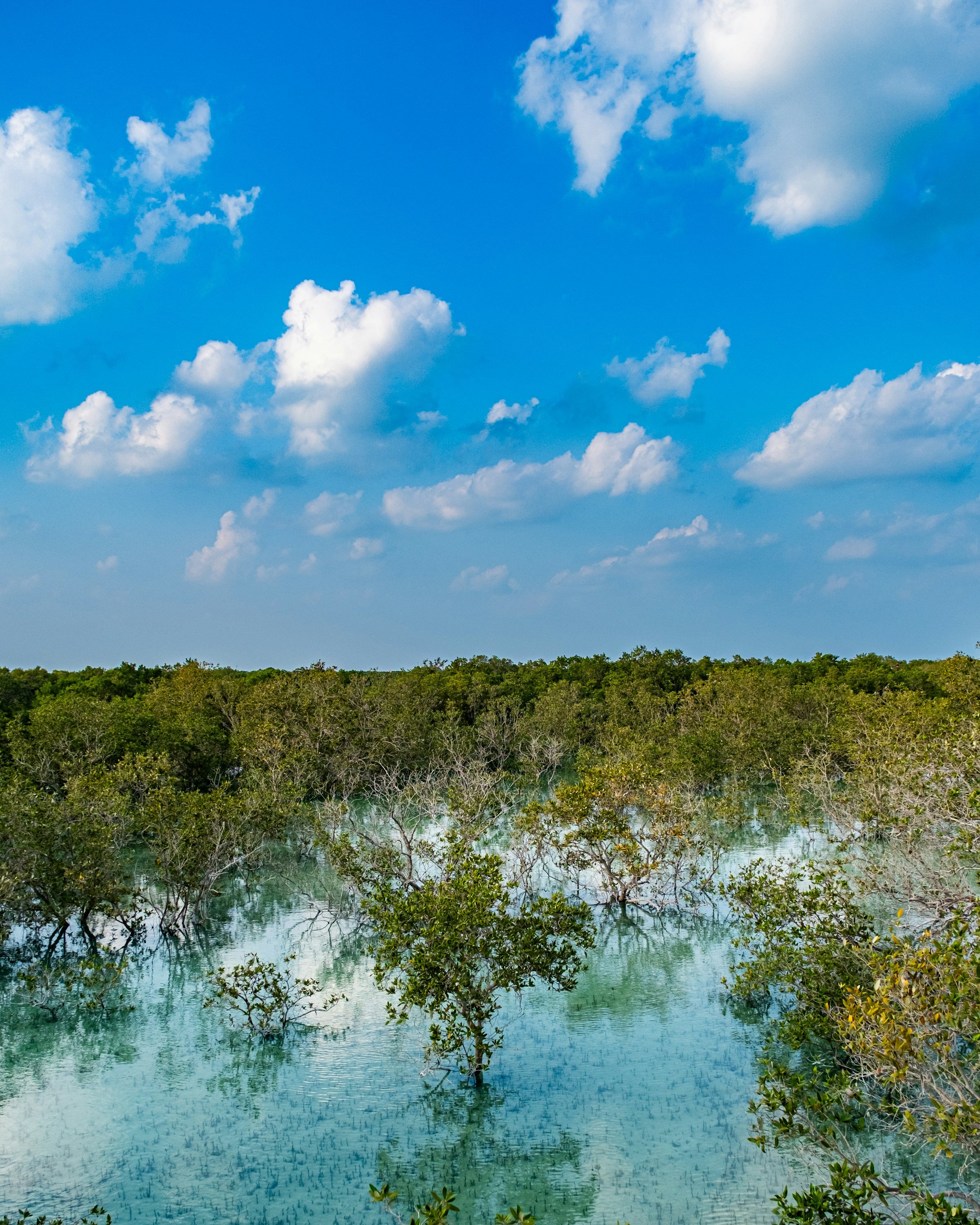 Jubail Mangrove Park, Abu Dhabi,  United Arab Emirates (Unsplash / Vivek Vg) 