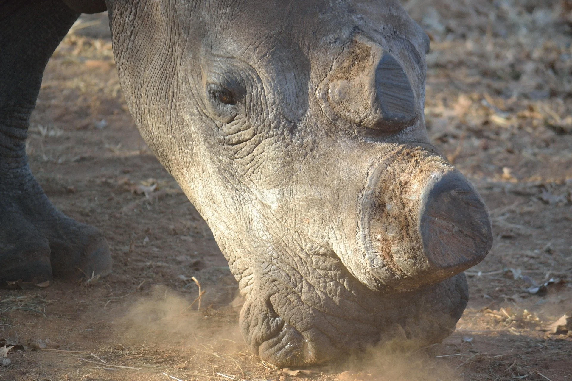 Illegal wildlife trade: