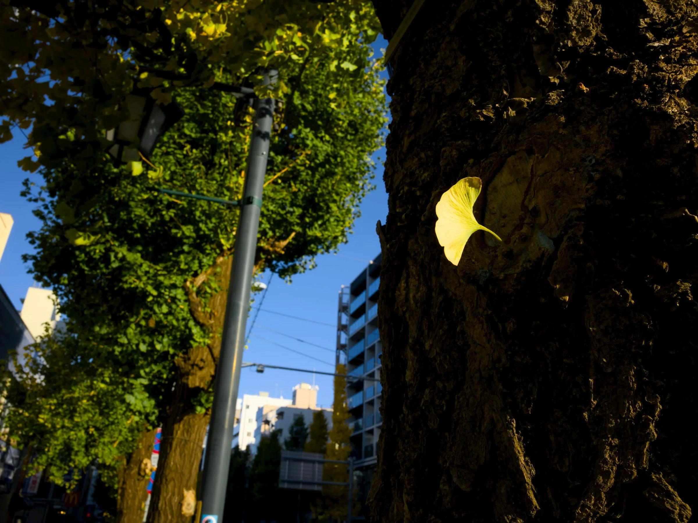 U.S.–Japan Economic Strategy &amp; Partnership Program