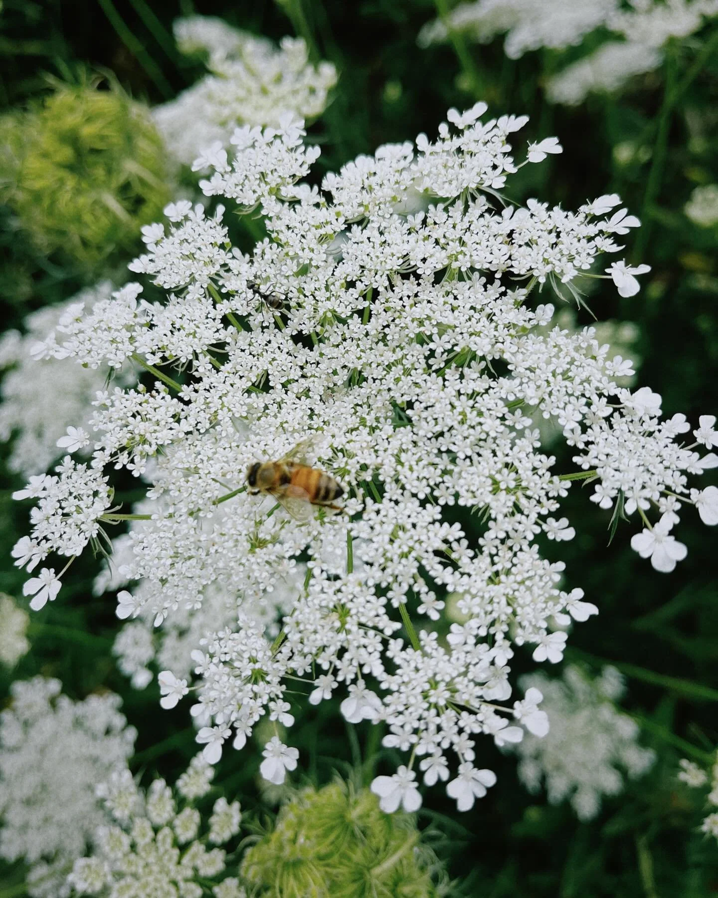 Busy bee 🐝