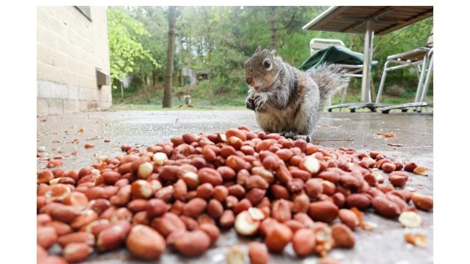 Humans, Money, Squirrels and Nuts