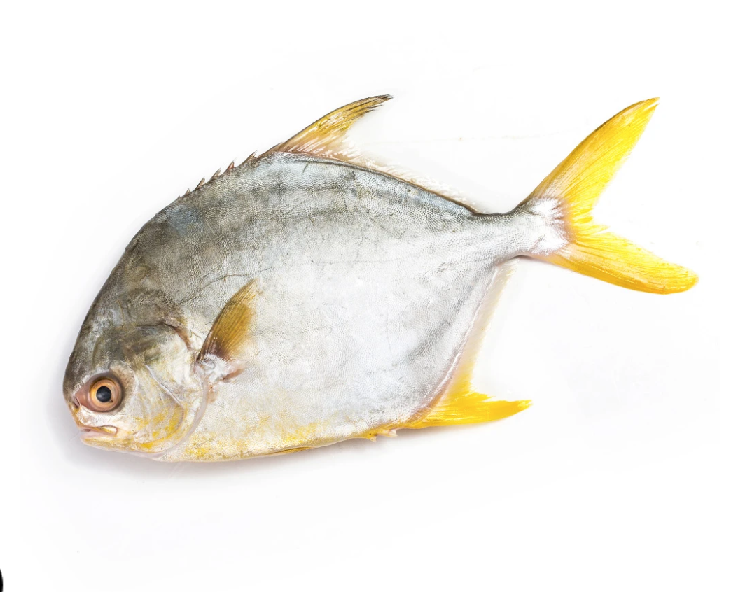 Screen Shot 2024-04-11 at 8.18.15 AM.png