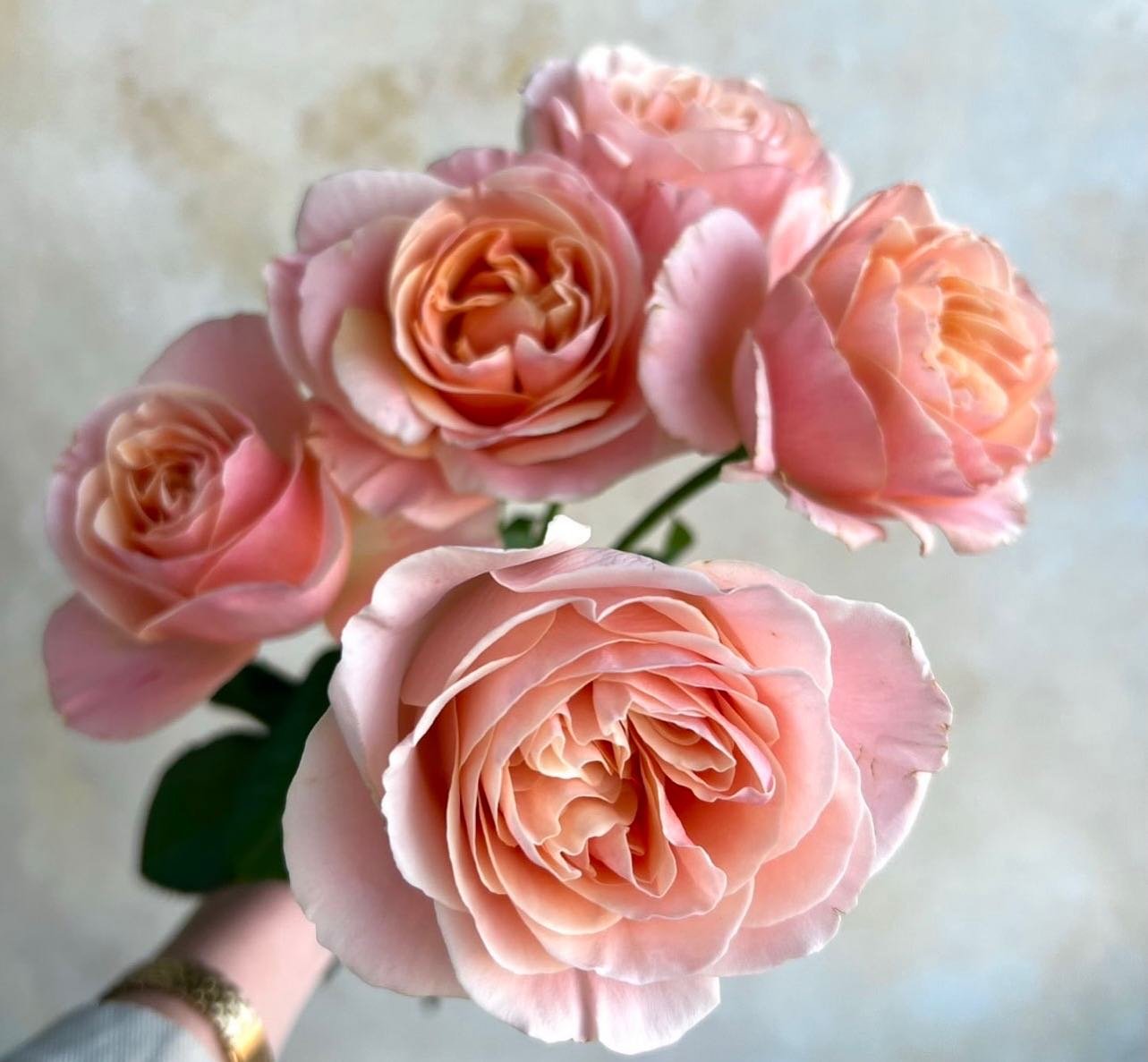 Roses showing off &hellip;..layers and layers of peachy goodness! 🍑