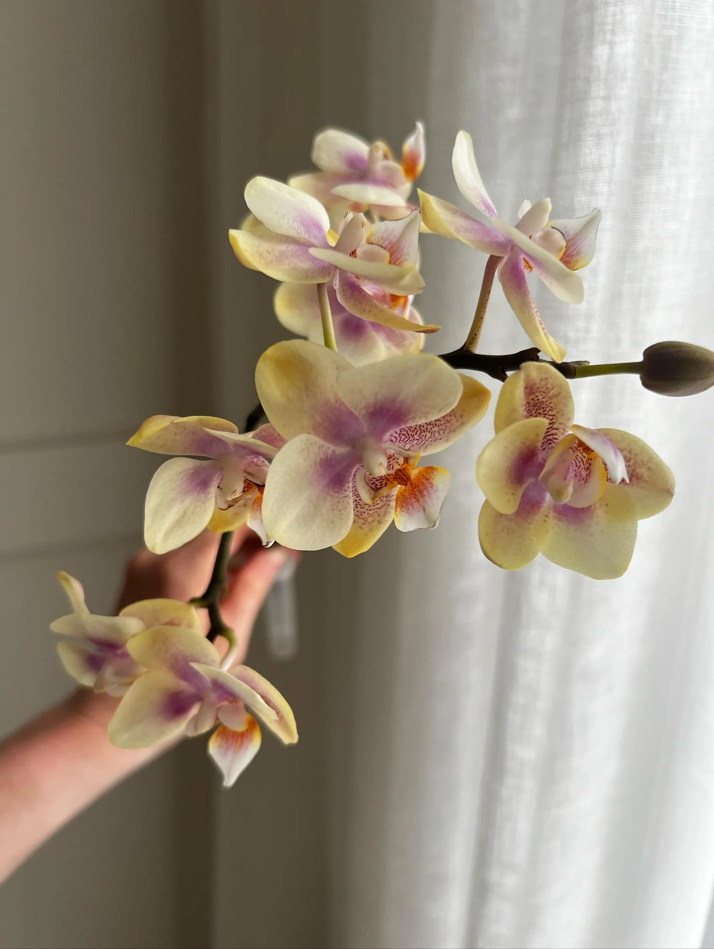 Handful of happiness!! 

Give me a mini baby orchid any day! Especially a buttery lemon one with lilac accents!! 

If you know me that&rsquo;s all my favourite things rolled into one! The perfect duo to blend the palette and make my heart sing!