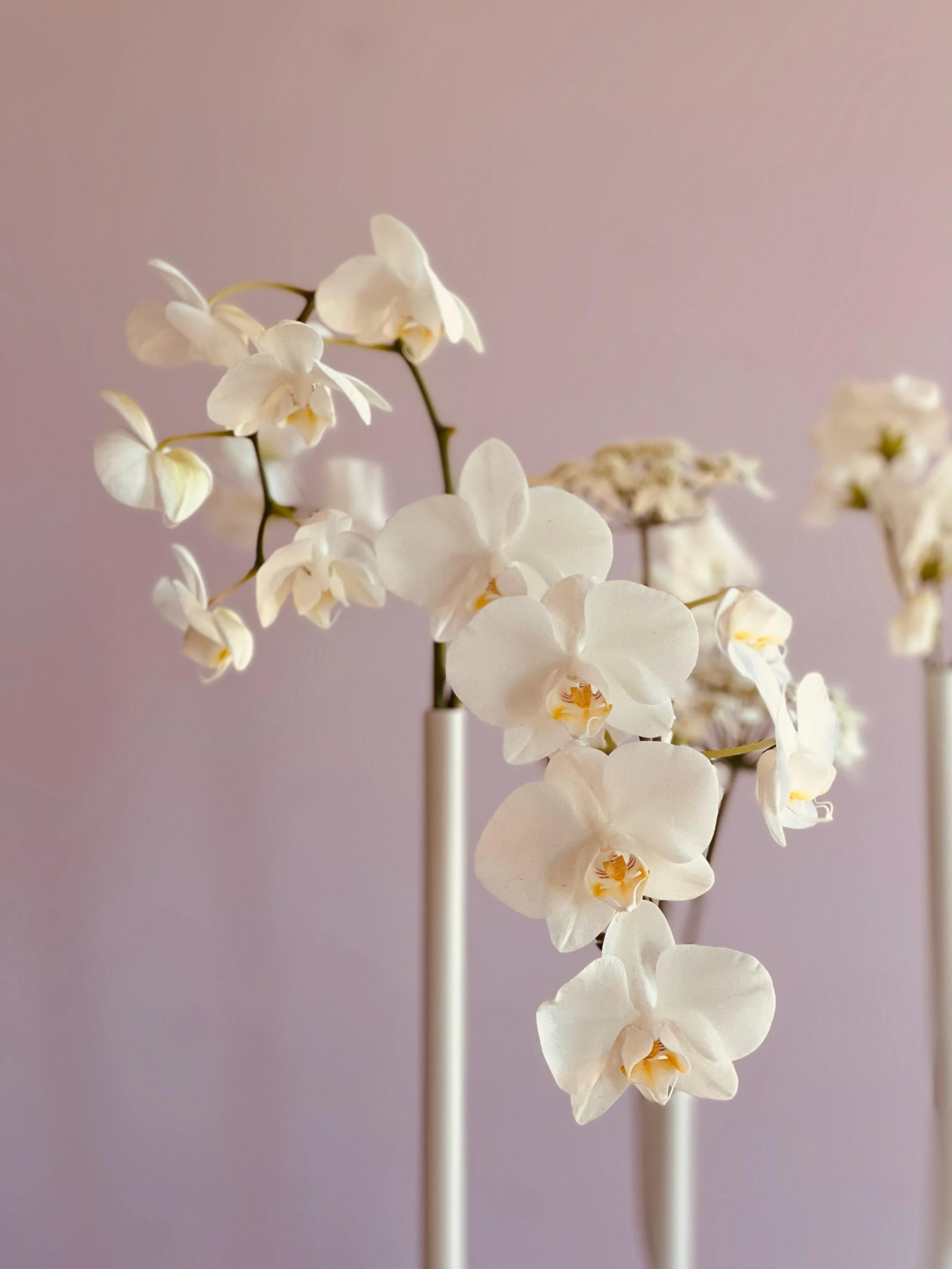 When it&rsquo;s one stem - make it count. 

#melbourneweddingflorist #weddingflorals  #minimalistwedding #modernweddingflowers  #melbournebride