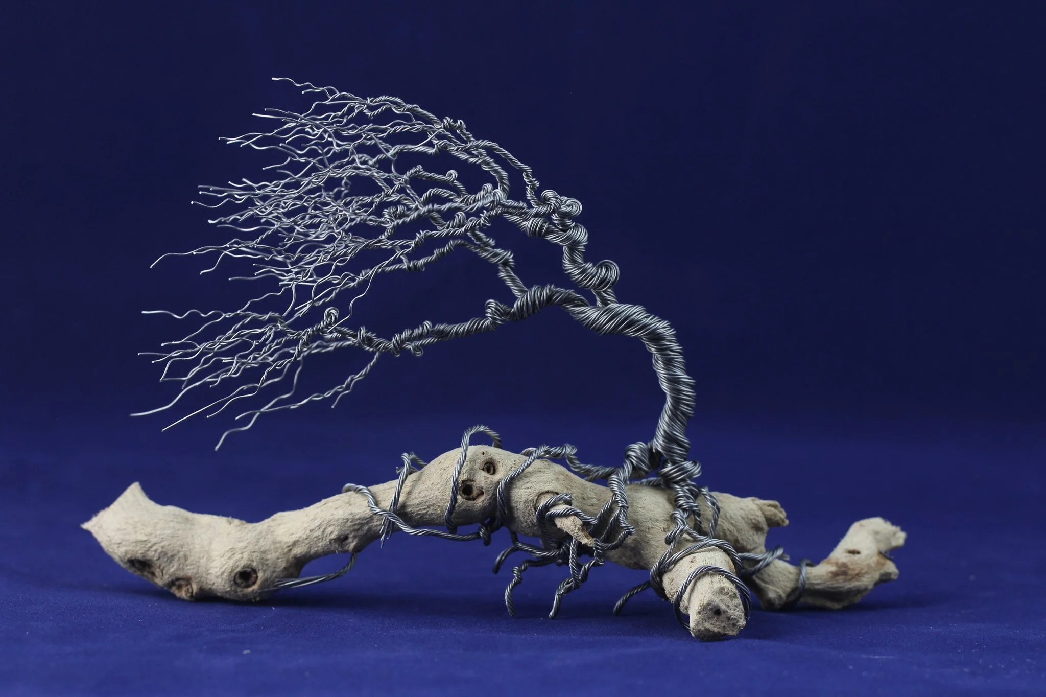 Wind Sculpted Bonsai