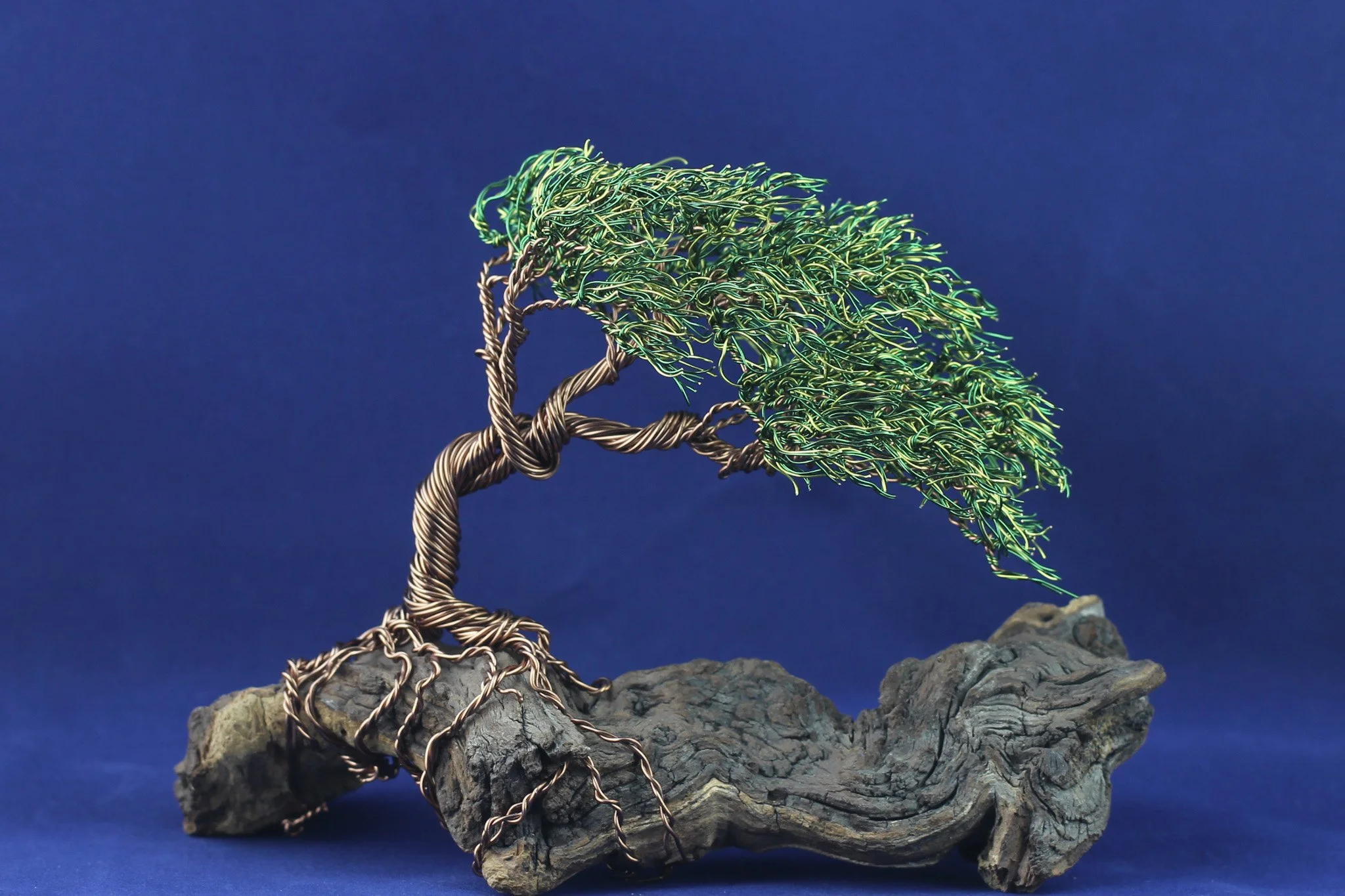 Mini Bonsai on Driftwood