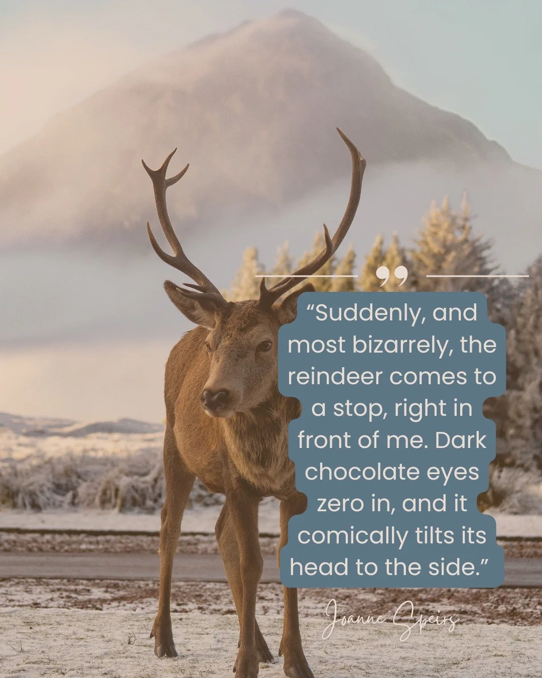 #teasertuesday 

&ldquo;Suddenly, and most bizarrely, the reindeer comes to a stop, right in front of me. Dark chocolate eyes zero in, and it comically tilts its head to the side.&rdquo; 🦌✨

Troy Conway never expected to become a reindeer whisperer&