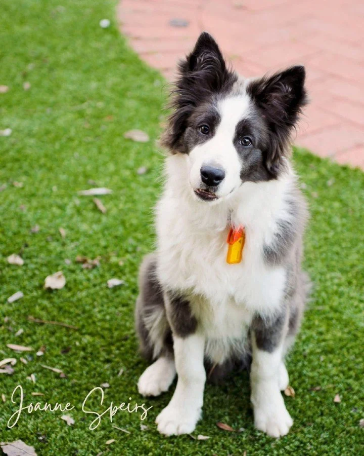 The countdown is on&hellip; December is almost here! 🎄✨

I can already feel the magic &ndash; the lights going up along the streets, shopping trollies full of gifts and baking ingredients, Mariah Carey belting out her carol (and yes, Zeb the border 