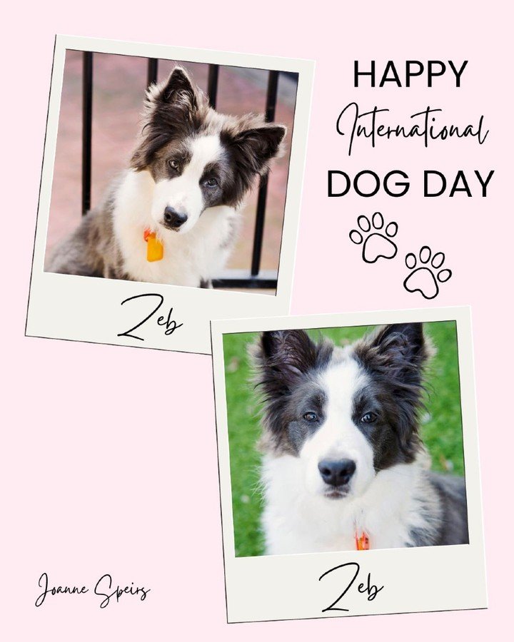 It is International Dog Day, which means today is entirely about the two very good boys who keep me company, on and off the page.

First, there is Zeb, my Border Collie, who has supervised most of my Point Perry stories from somewhere near my feet.

